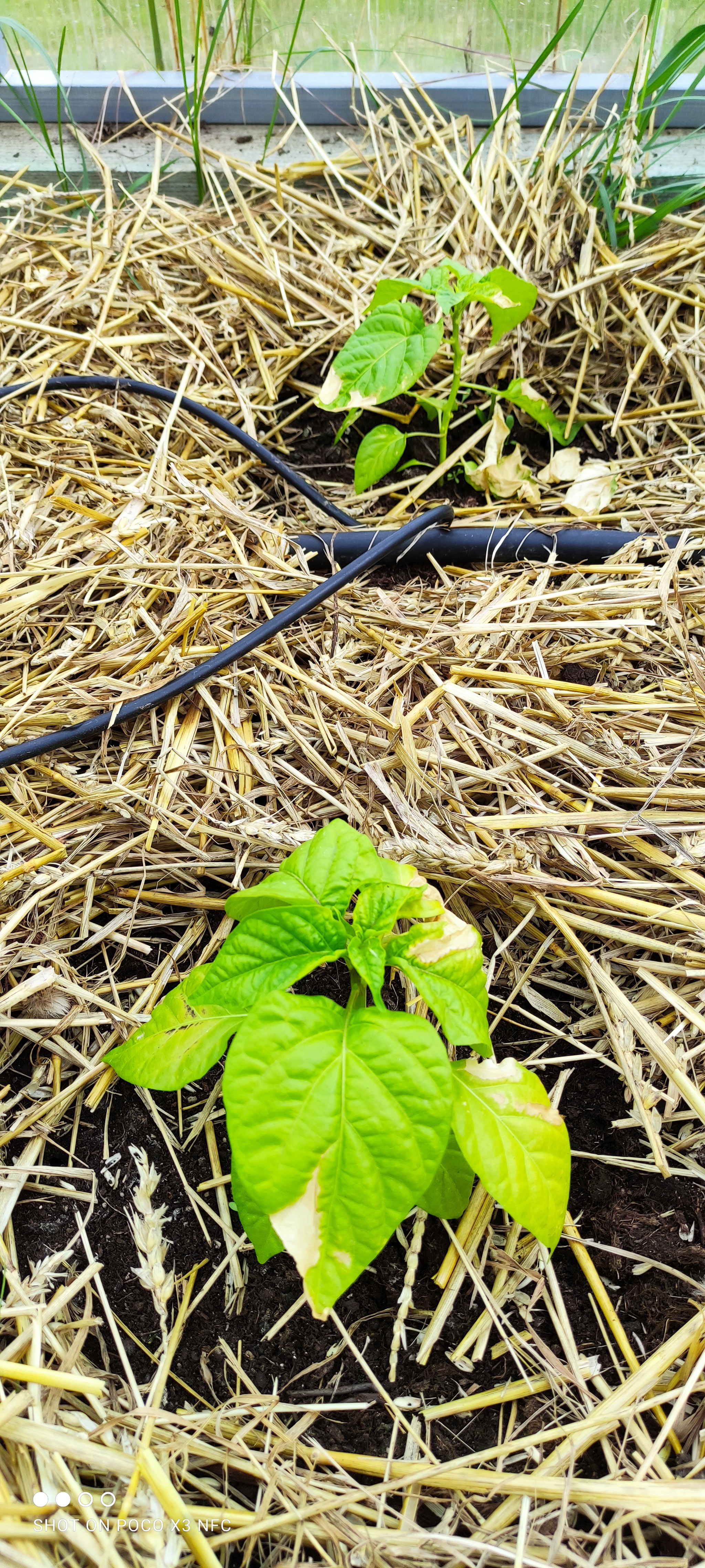 Need help with peppers - My, Pepper, Growing, Longpost