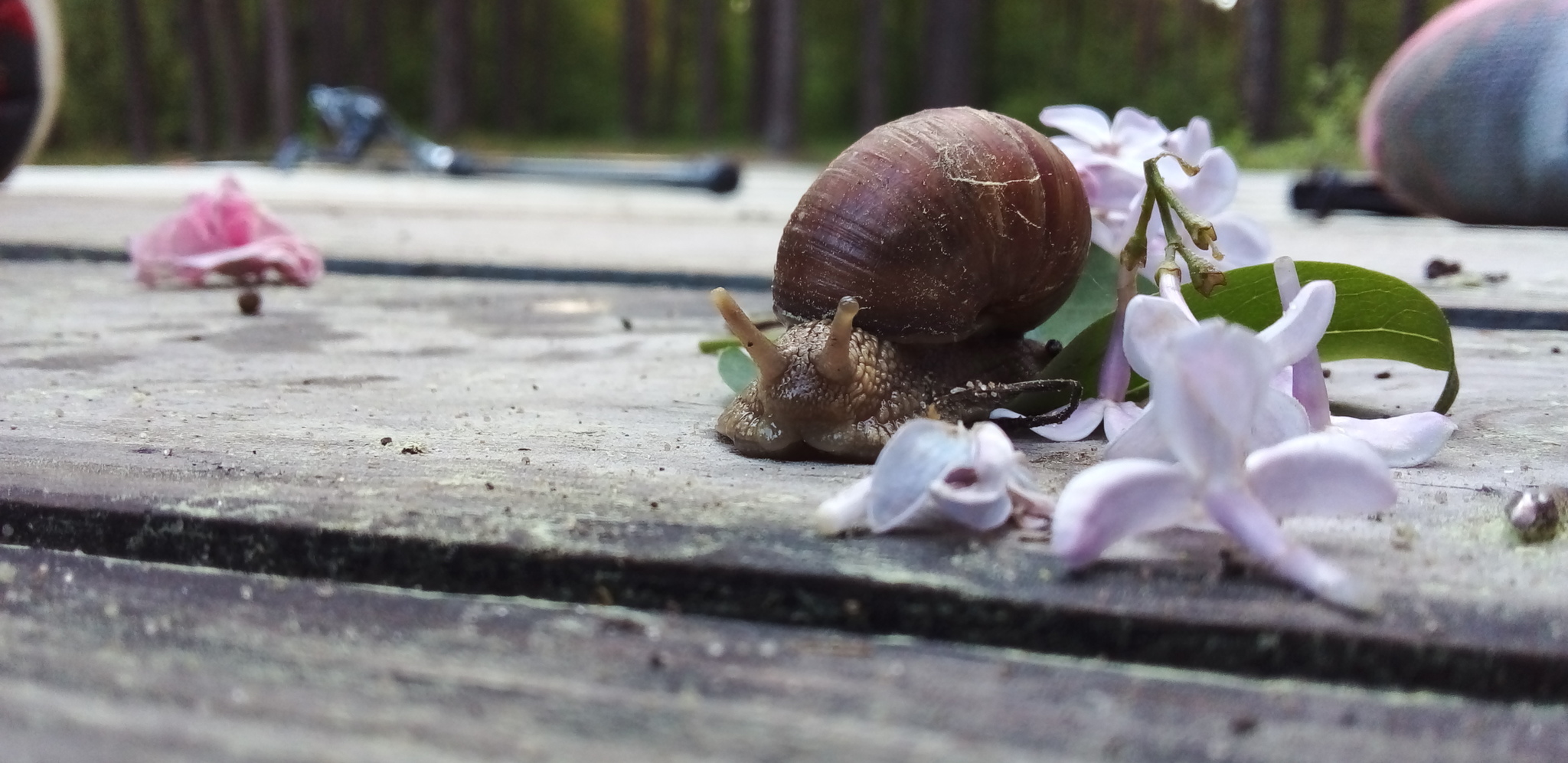 snail - My, Milota, Snail, The photo