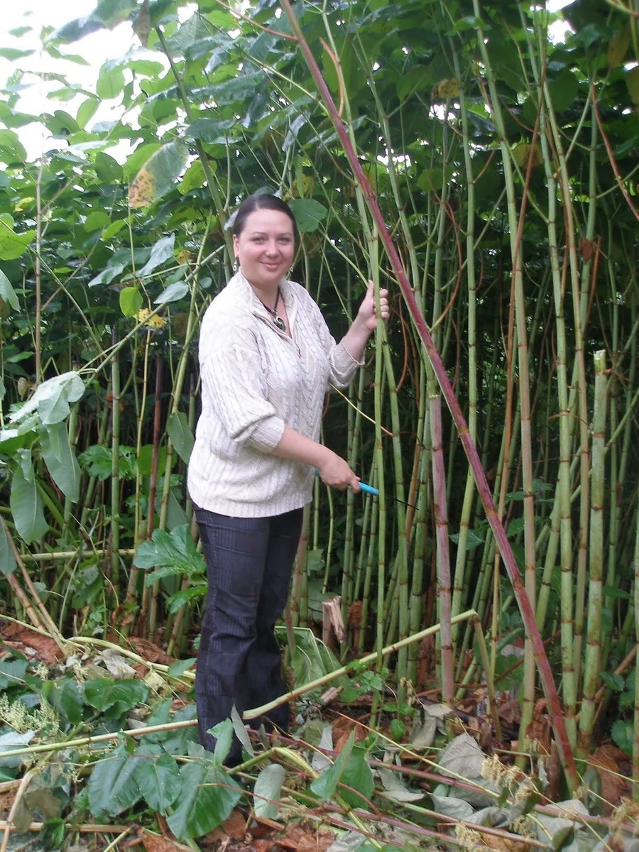 The strangest place on the planet. Why do ordinary plants reach gigantic sizes on Sakhalin? - Plants, Nature, Sakhalin, Yandex Zen, Longpost