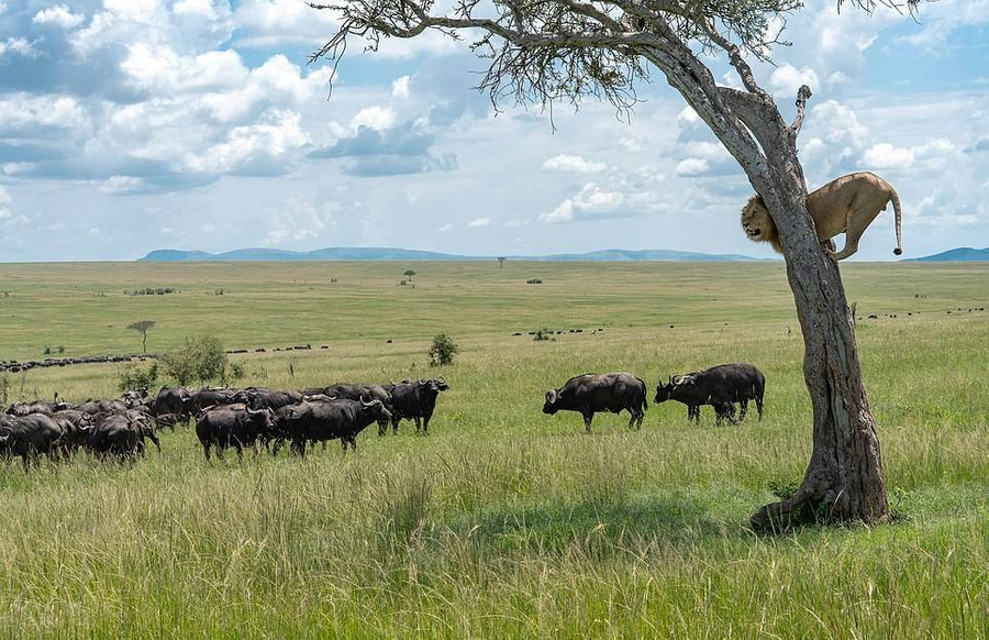 The lion was so frightened of the buffaloes that he sat on a tree for an hour until they left. - a lion, Big cats, Cat family, Buffalo, Hunting, Curiosity, Africa, Kenya, , Interesting, Longpost, Masai Mara, Reserves and sanctuaries