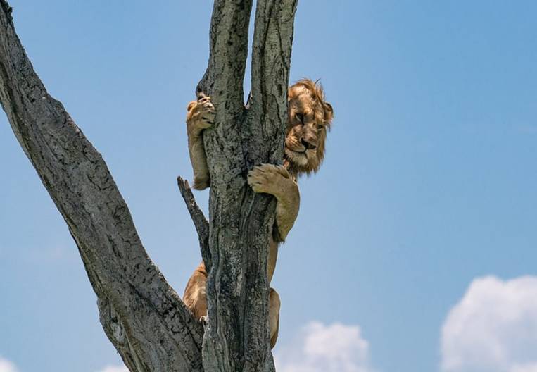 The lion was so frightened of the buffaloes that he sat on a tree for an hour until they left. - a lion, Big cats, Cat family, Buffalo, Hunting, Curiosity, Africa, Kenya, , Interesting, Longpost, Masai Mara, Reserves and sanctuaries