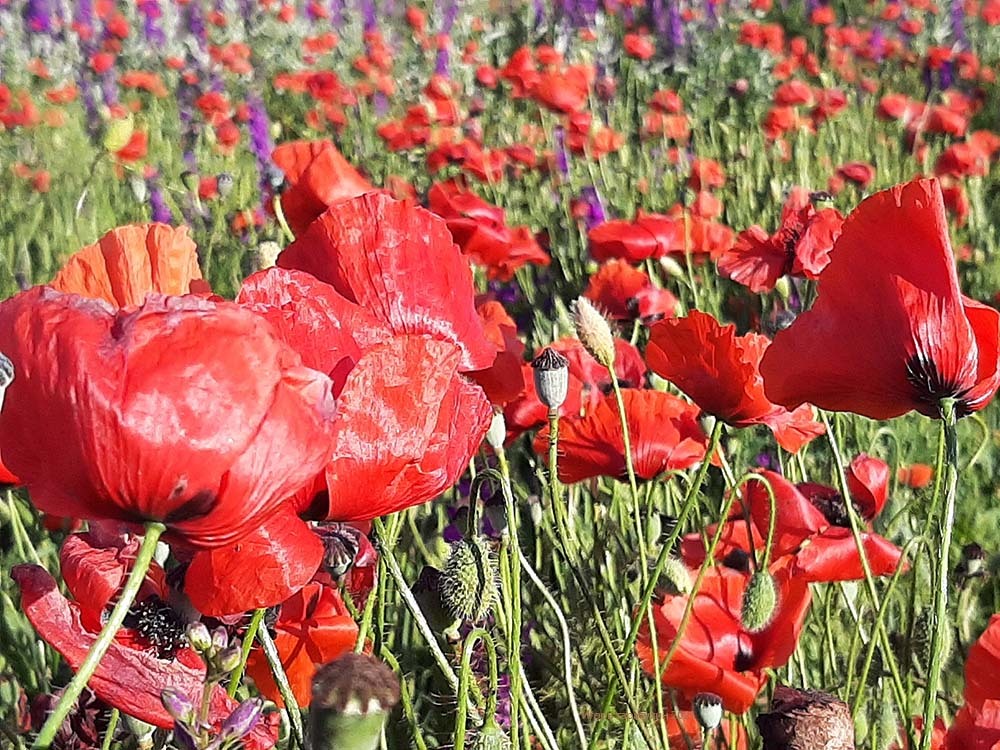 Poppies - My, Poppy, Field, Tarkhankut, Summer, Crimea, Video