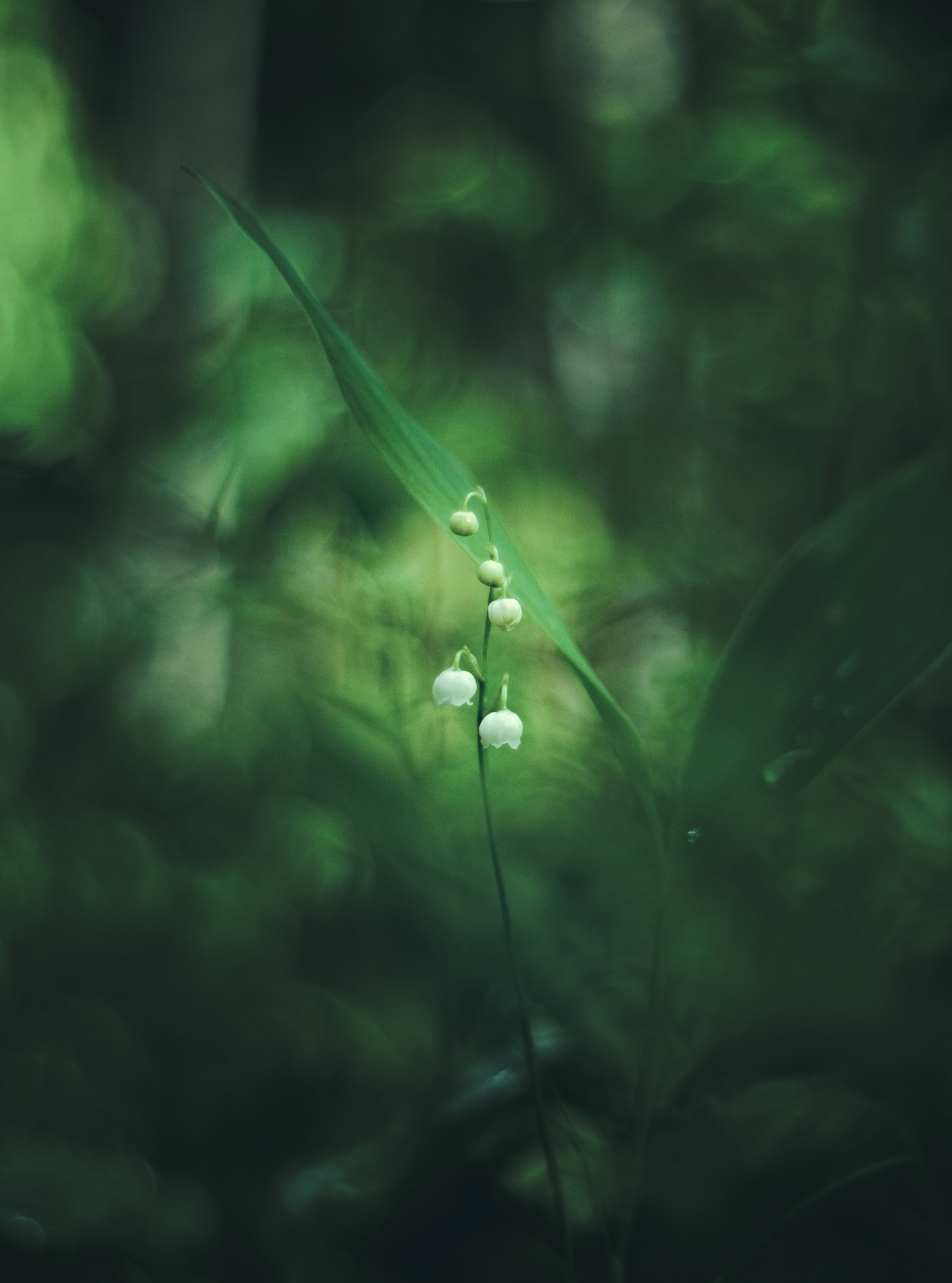 harbinger of summer) - My, Spring, Forest, Flowers, Lilies of the valley, Canon, Pentacon