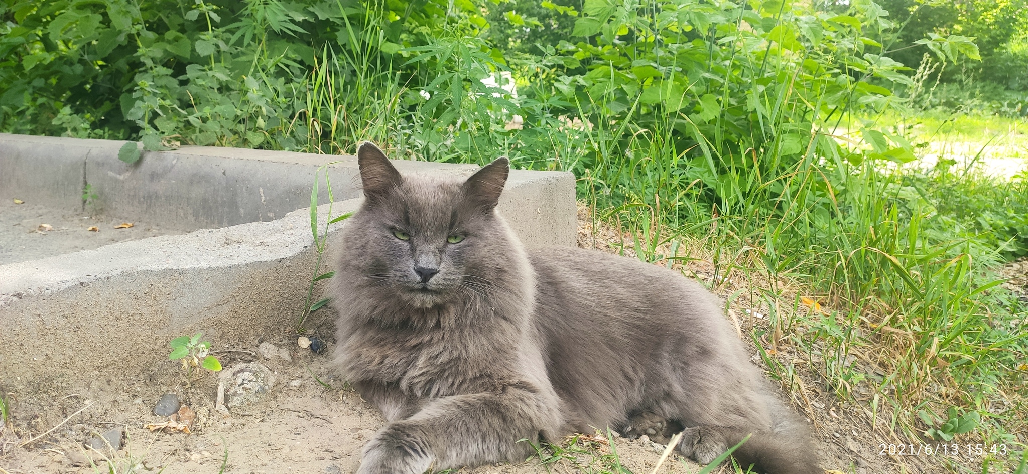 Кот. Великолепие - Моё, Кот, Взгляд, Домашние животные, Лето