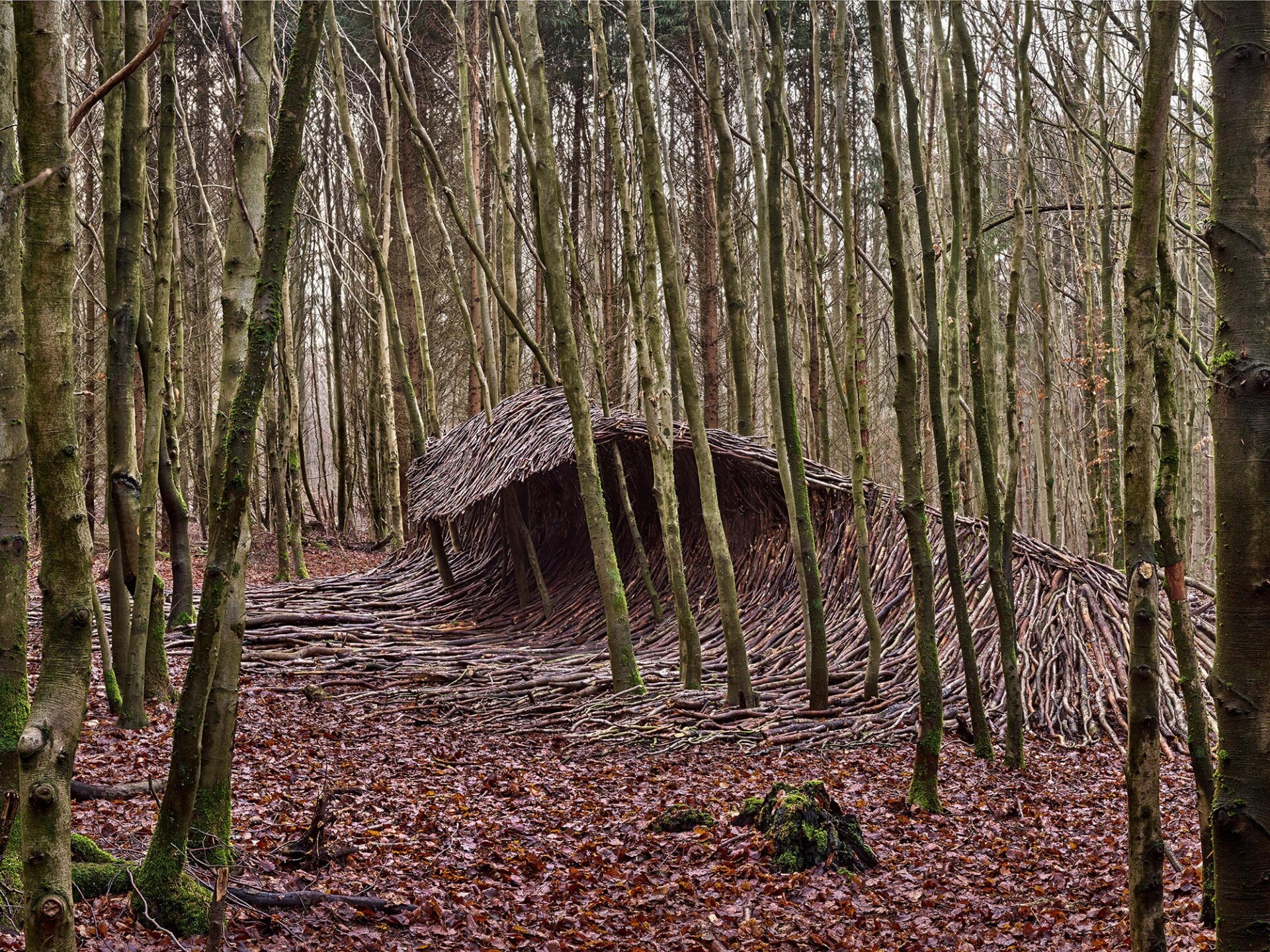 Waves from dead trees - Art, Art, Creation, Forest, Tree, Nature, Longpost