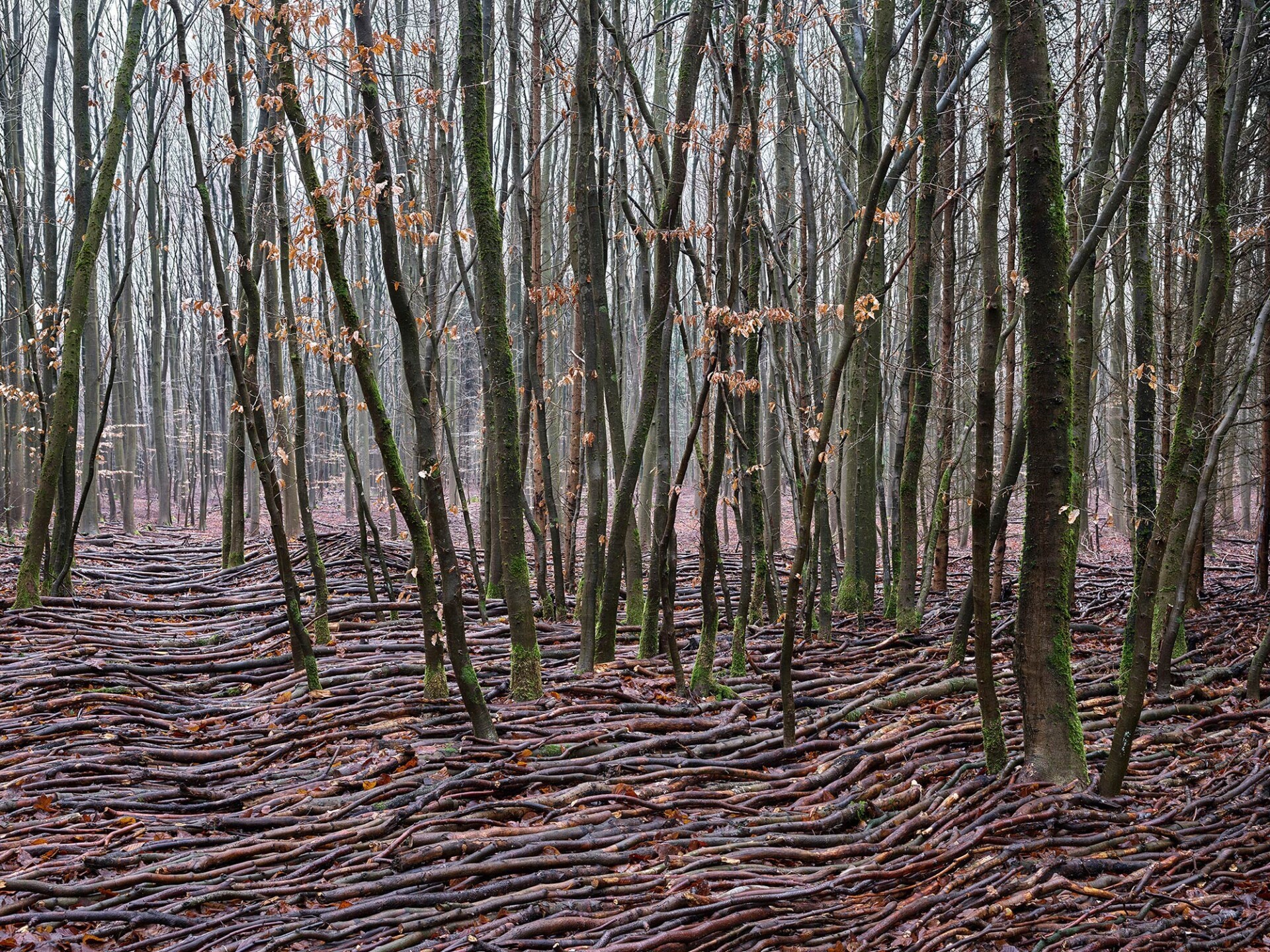 Waves from dead trees - Art, Art, Creation, Forest, Tree, Nature, Longpost