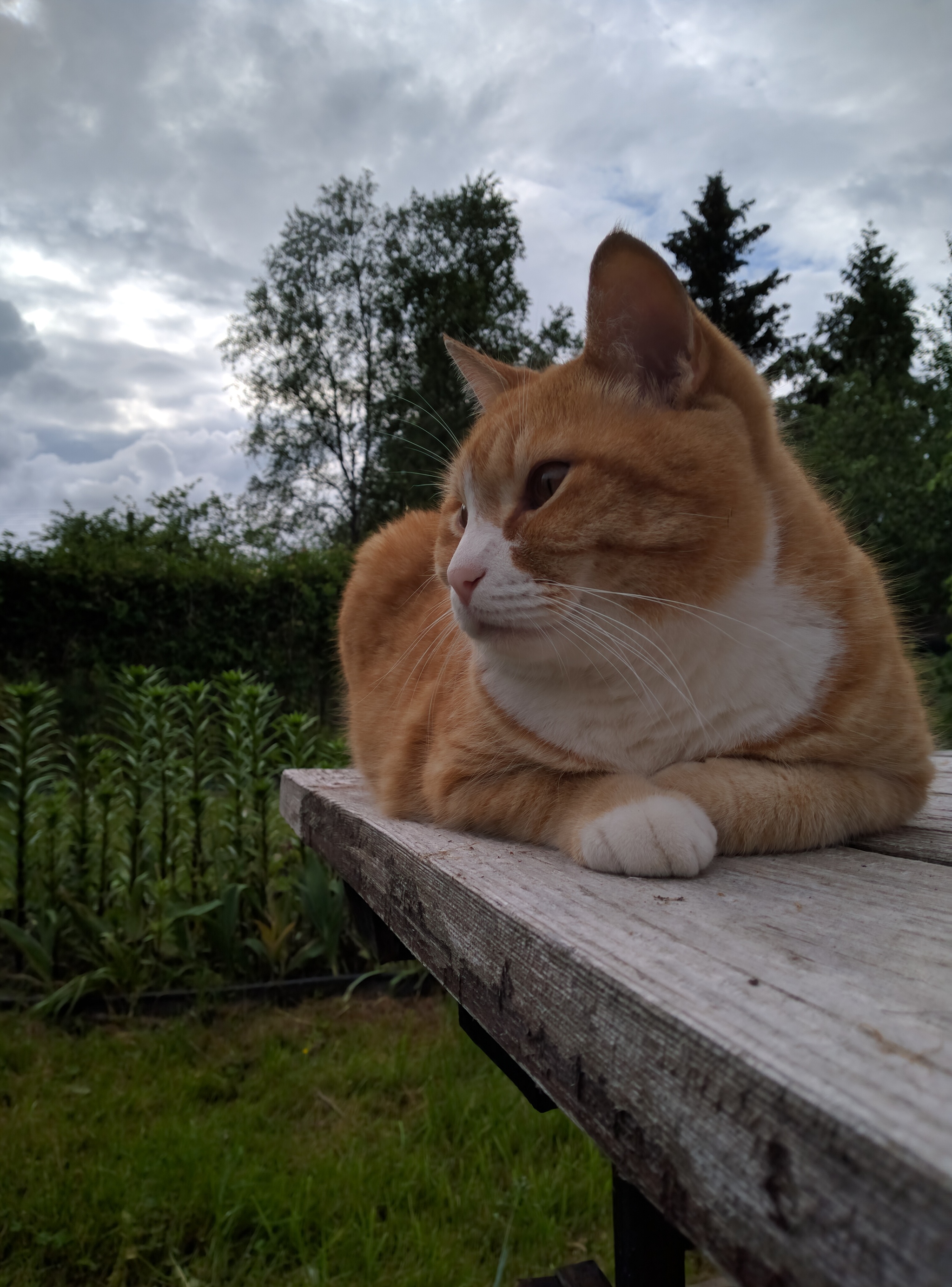 Кот в деревне