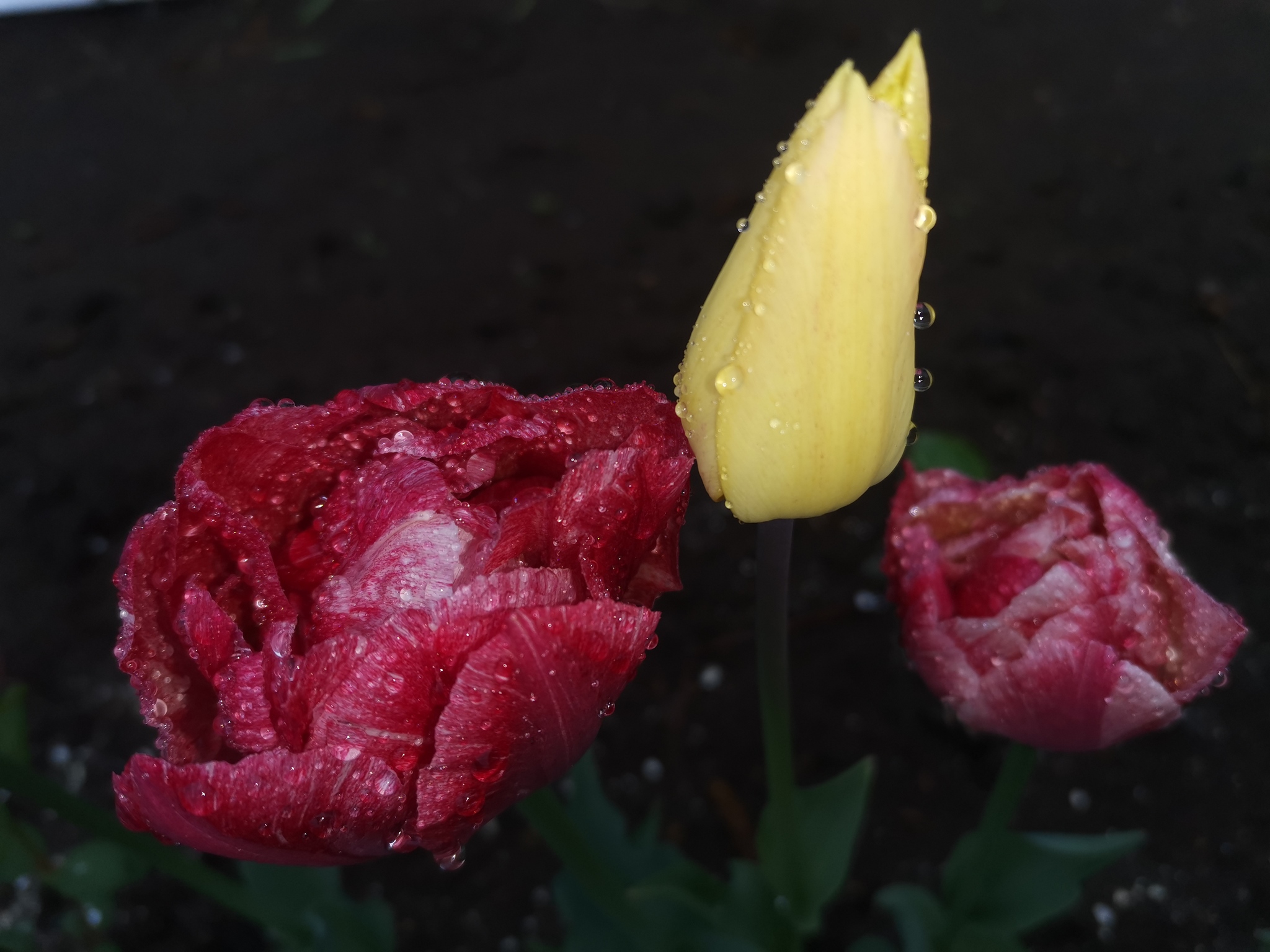 After the rain... Tulips, Kamchatka - My, Flowers, Mobile photography, Honor, Kamchatka