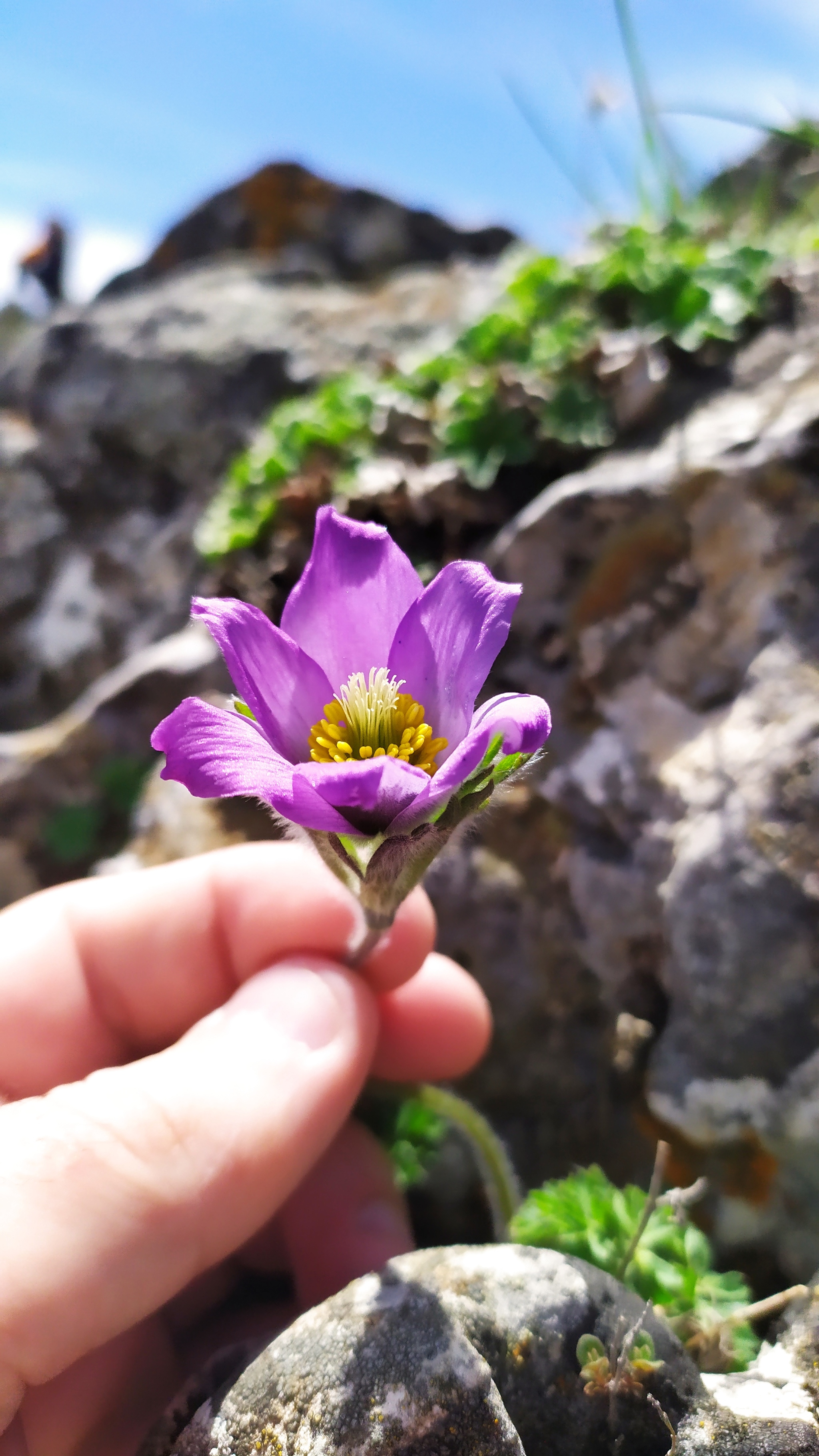 Flowers in the mountains - My, Flowers, Spring, Summer, beauty, beauty of nature, Nature, Caucasus, The photo, Longpost