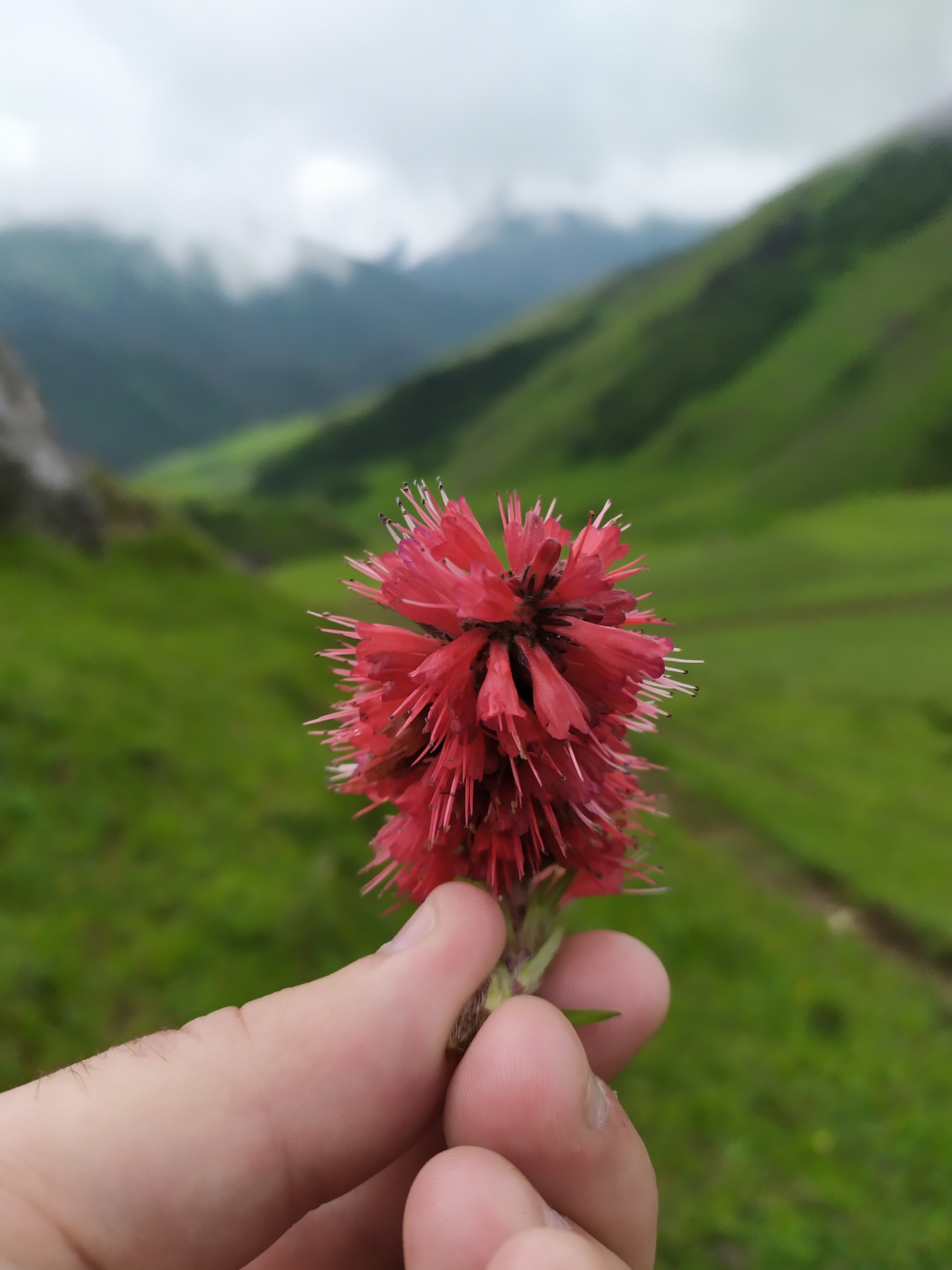 Flowers in the mountains - My, Flowers, Spring, Summer, beauty, beauty of nature, Nature, Caucasus, The photo, Longpost