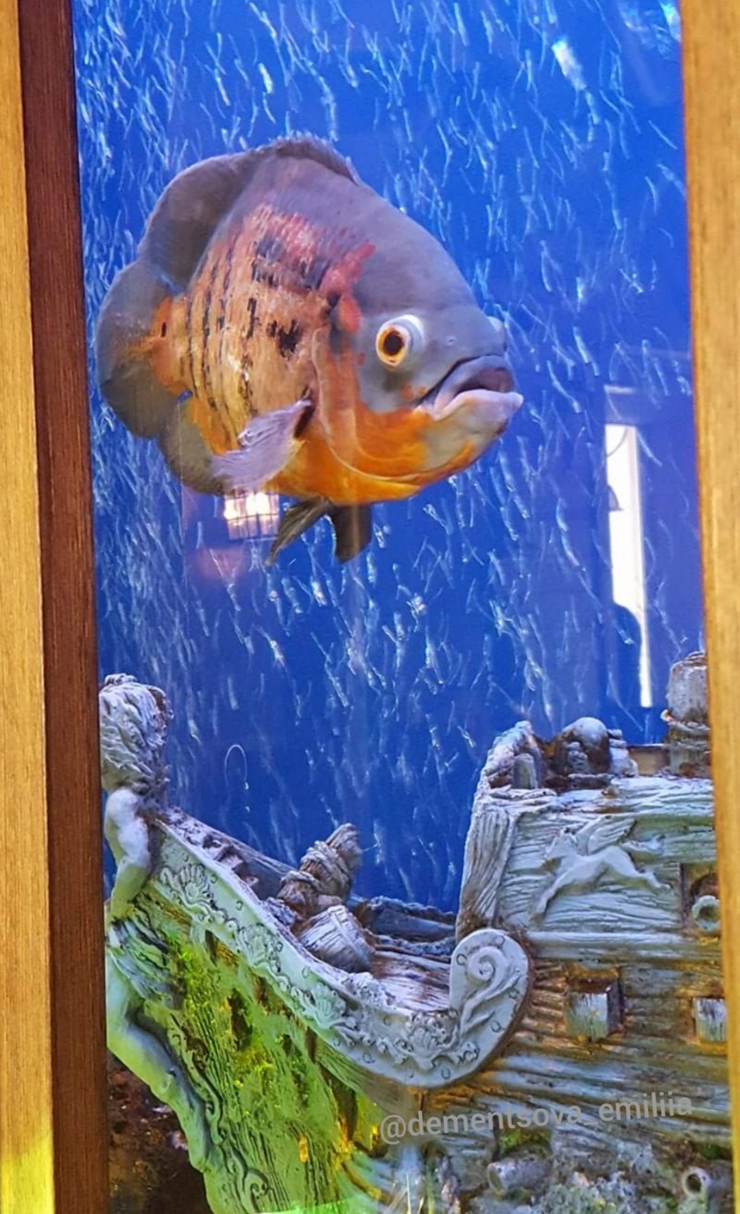 She listened and said: Fry! - My, Humor, Images, Mobile photography, A fish, Aquarium fish, Astronotus