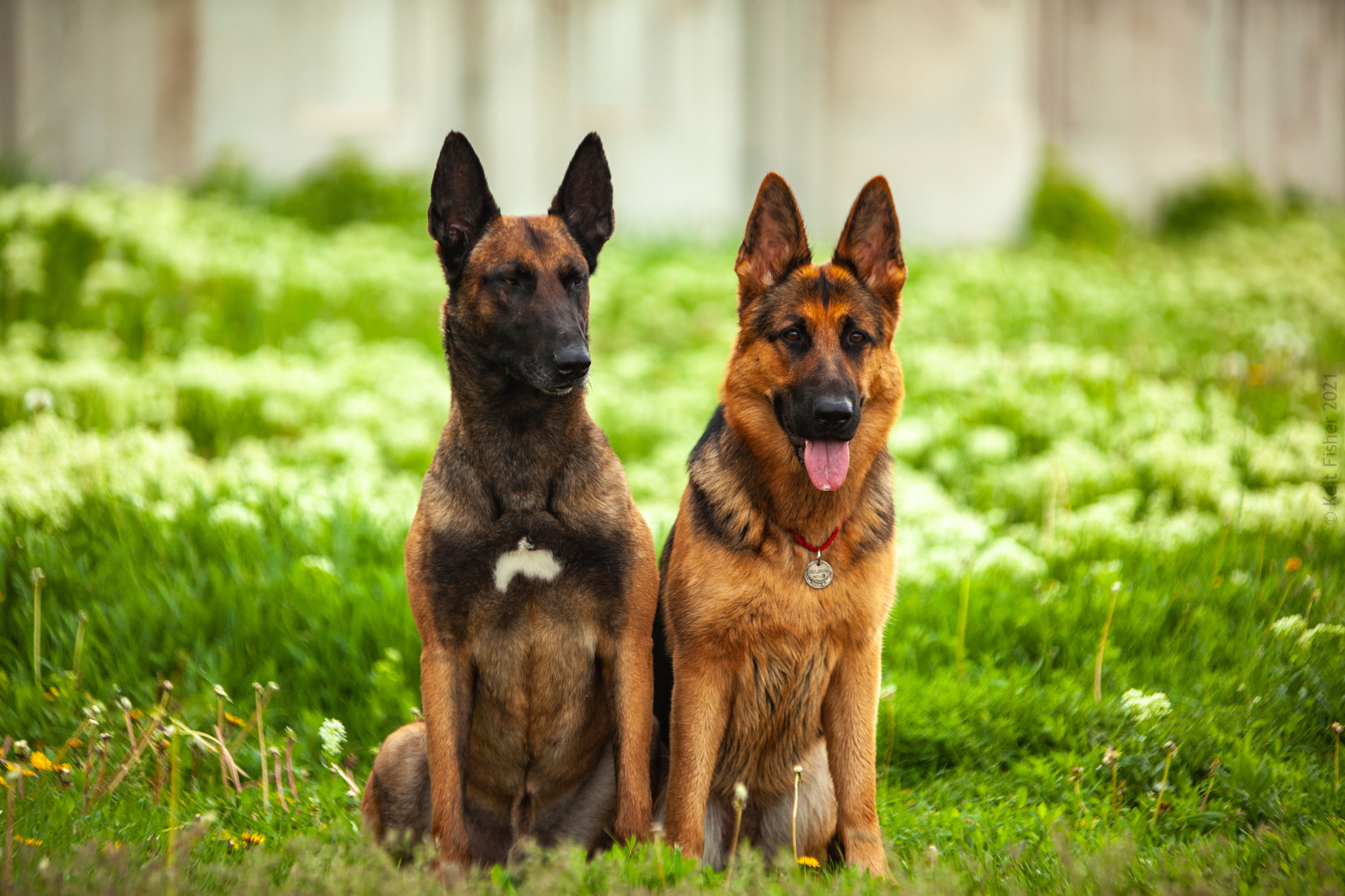 The Malinois is not as scary as it is painted - My, Dog, Malinois, German Shepherd, Belgian shepherd, Longpost