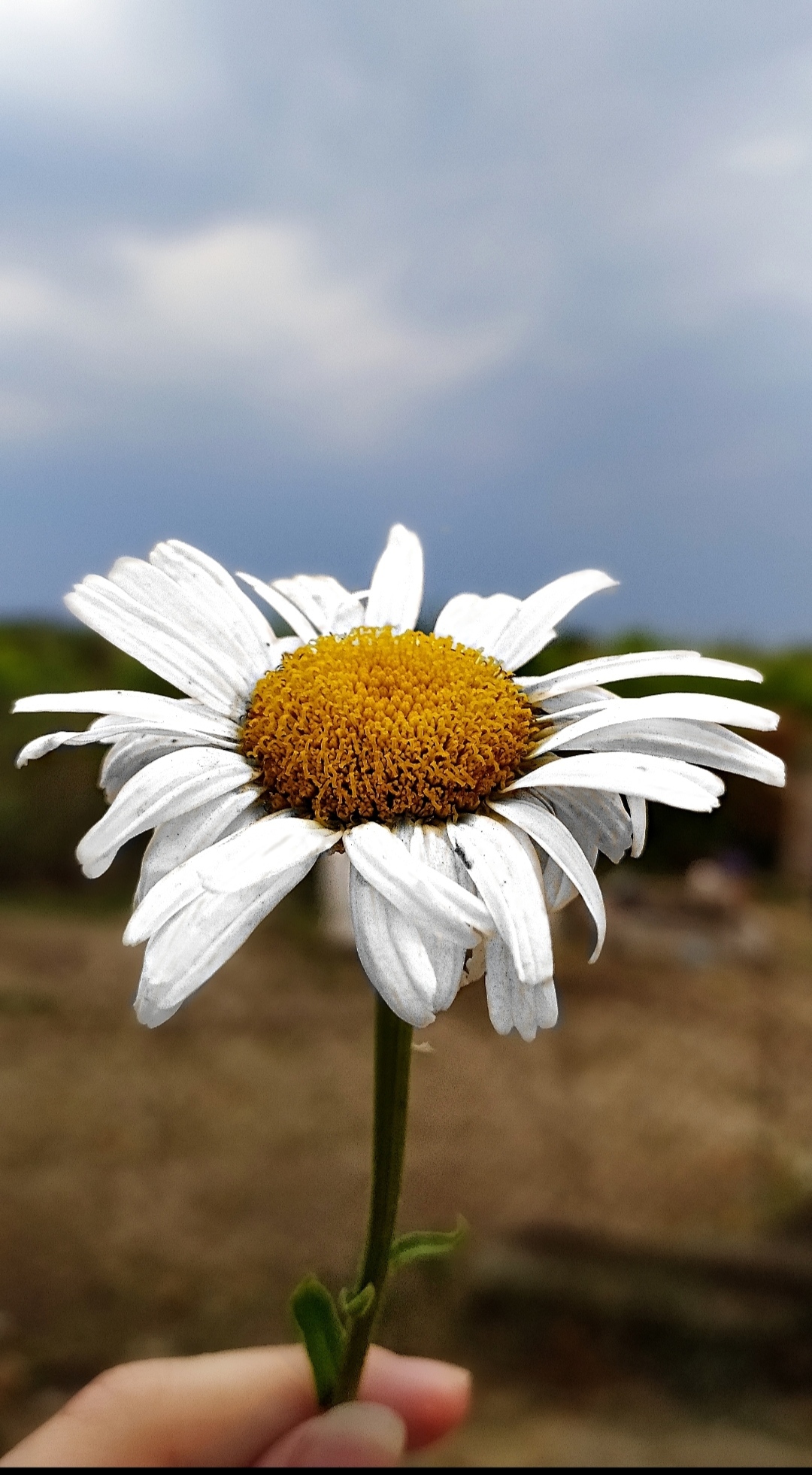 beauty is in the little things - My, Nature, The photo, Chamomile