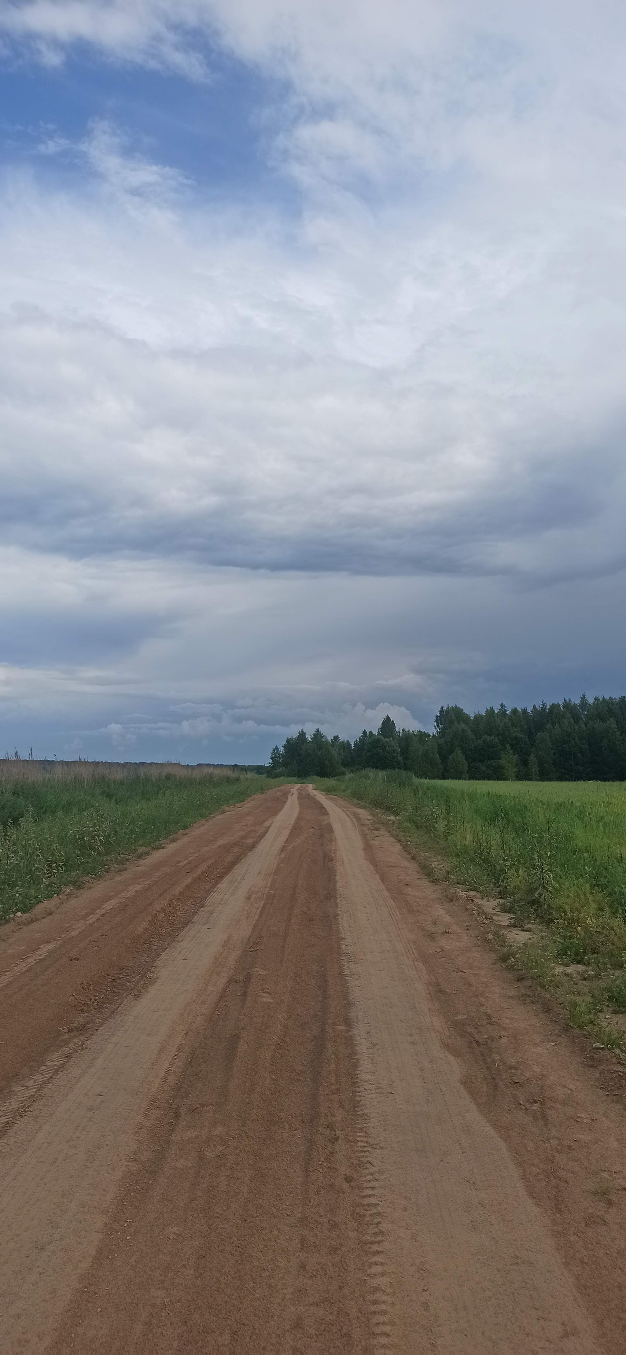 Yaroslavl region. Summer - My, Mobile photography, Summer, Yaroslavskaya oblast, Flowers, Longpost