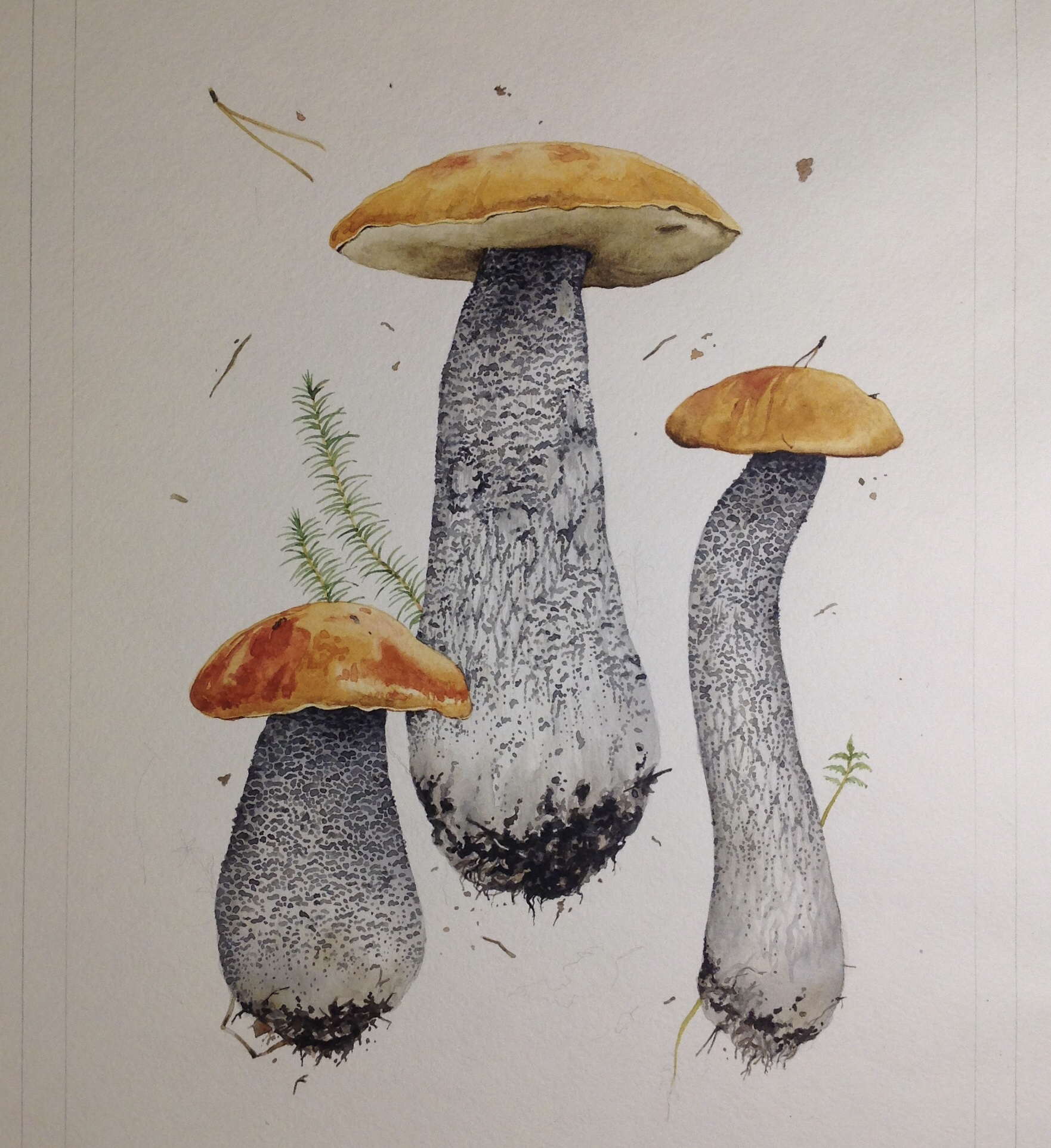 Aspen mushrooms! - My, Creation, Art, Watercolor, Illustrations, Botanical illustration, Mushrooms, Boletus, Longpost