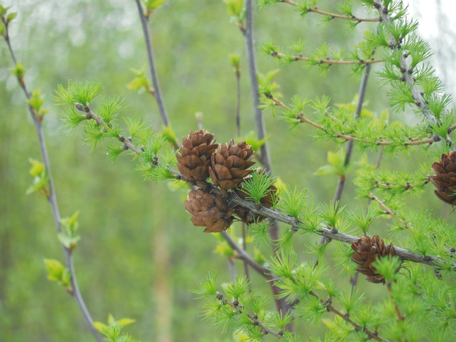 Summer has come to the tundra ... or spring ... or maybe winter is just over ... - My, Summer, Tundra, Yamal, Longpost, The photo