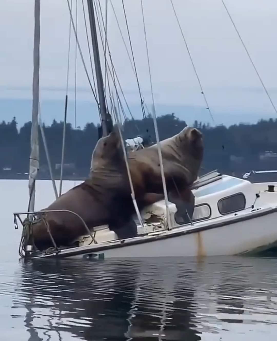 Well, we swam... - Sea lion, Sea lions, Mammals, Boat, The photo