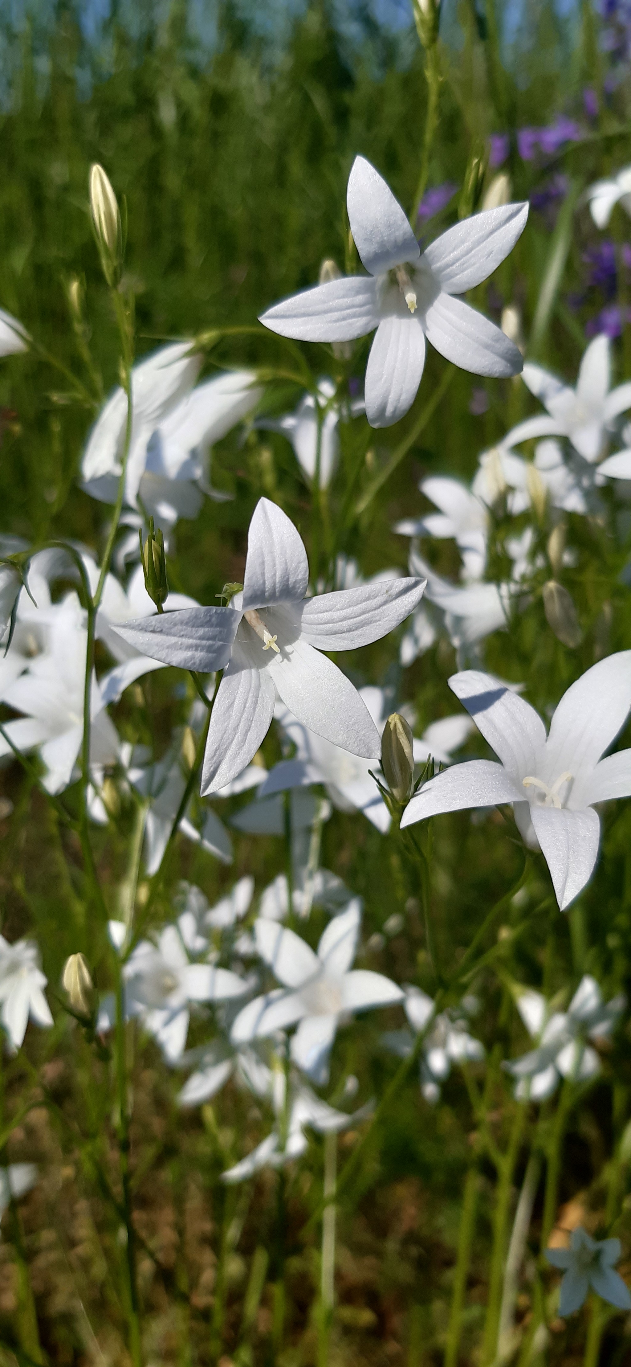 Whiter than snow - My, Flowers, Field, Mobile photography, Longpost