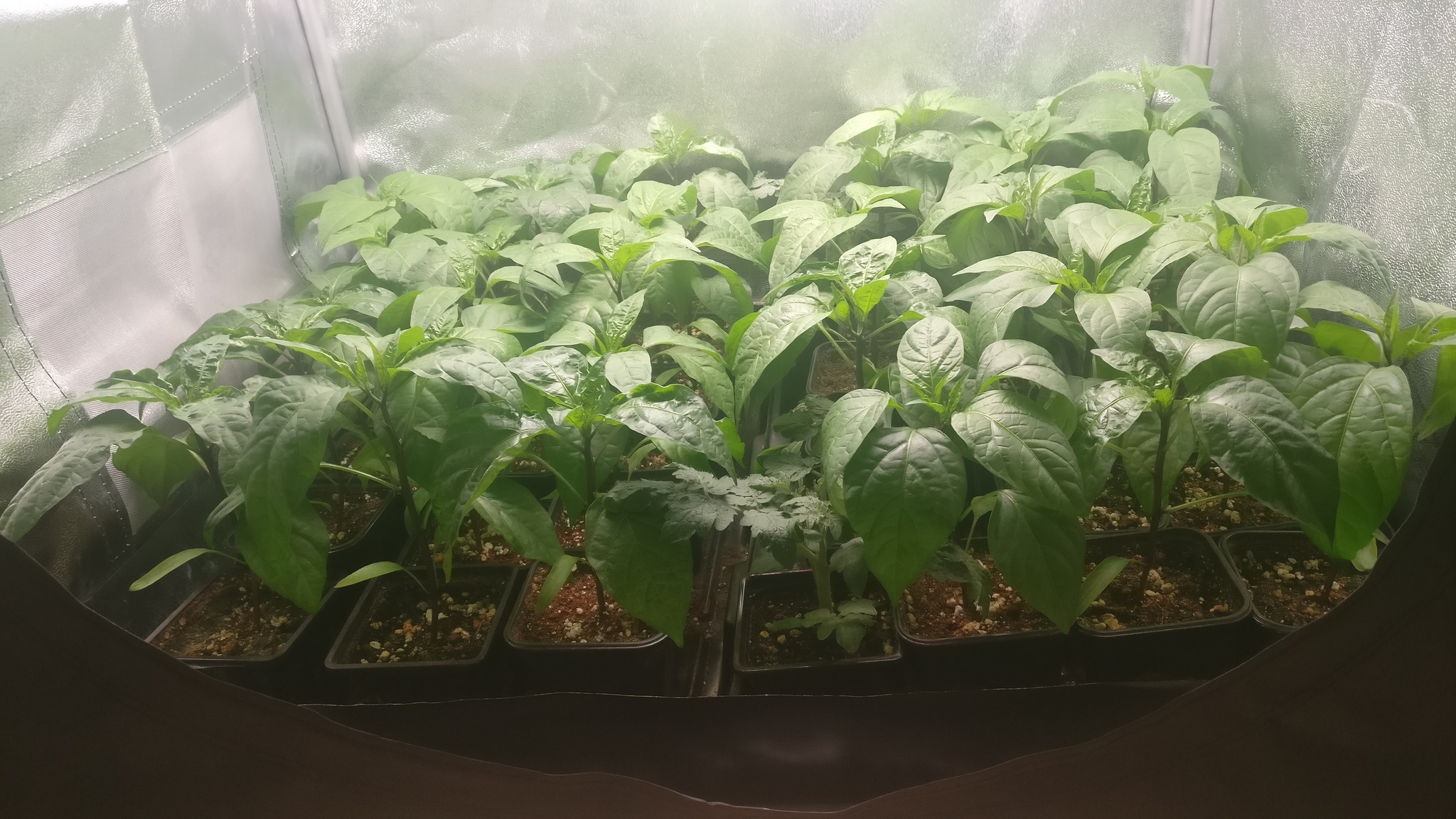 What grows in a greenhouse - My, Pepper farming, Growing, Seedling, Hot peppers, Garden, Video, Longpost