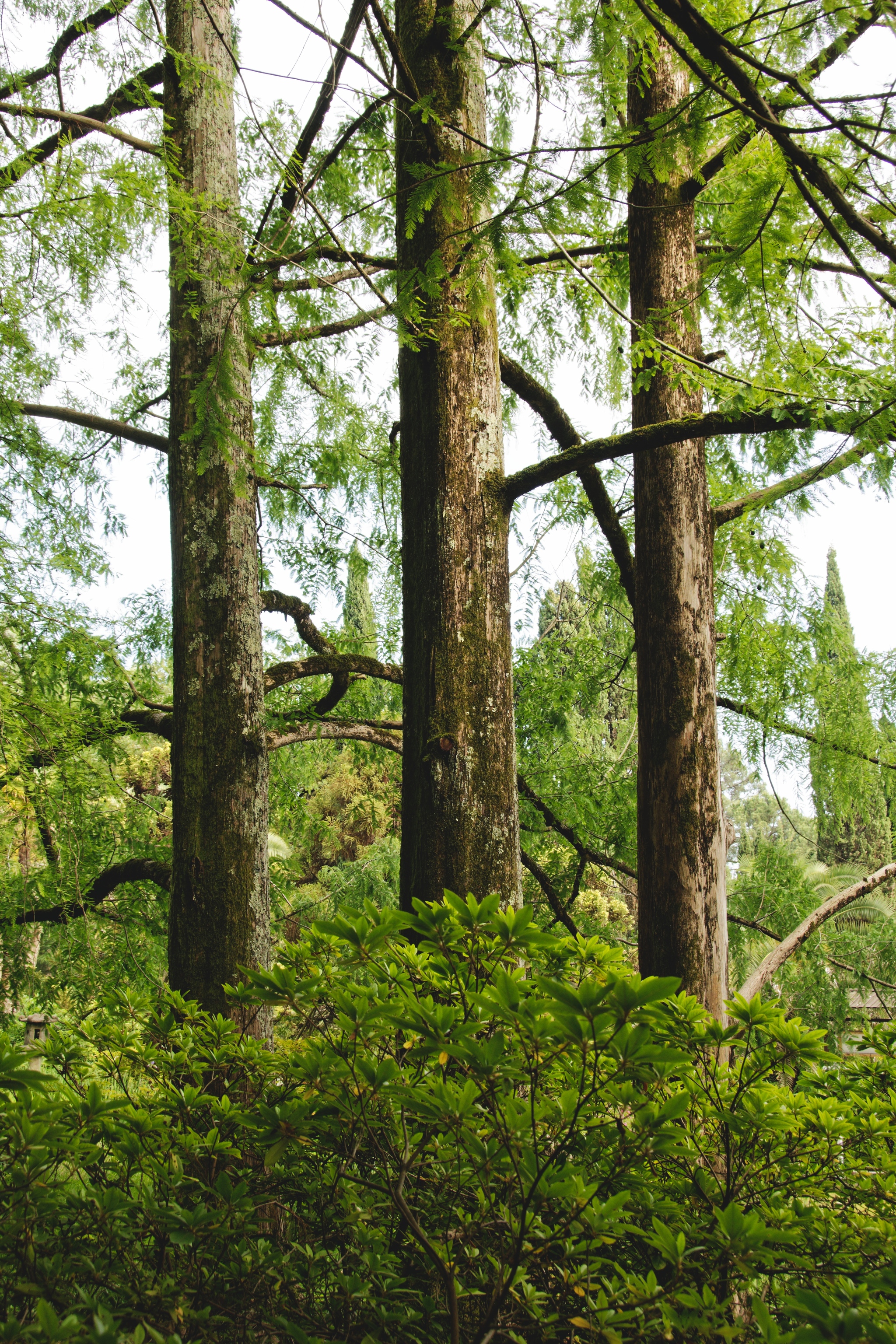 In the arboretum - My, The photo, Arboretum, Sochi, Tree, Nature