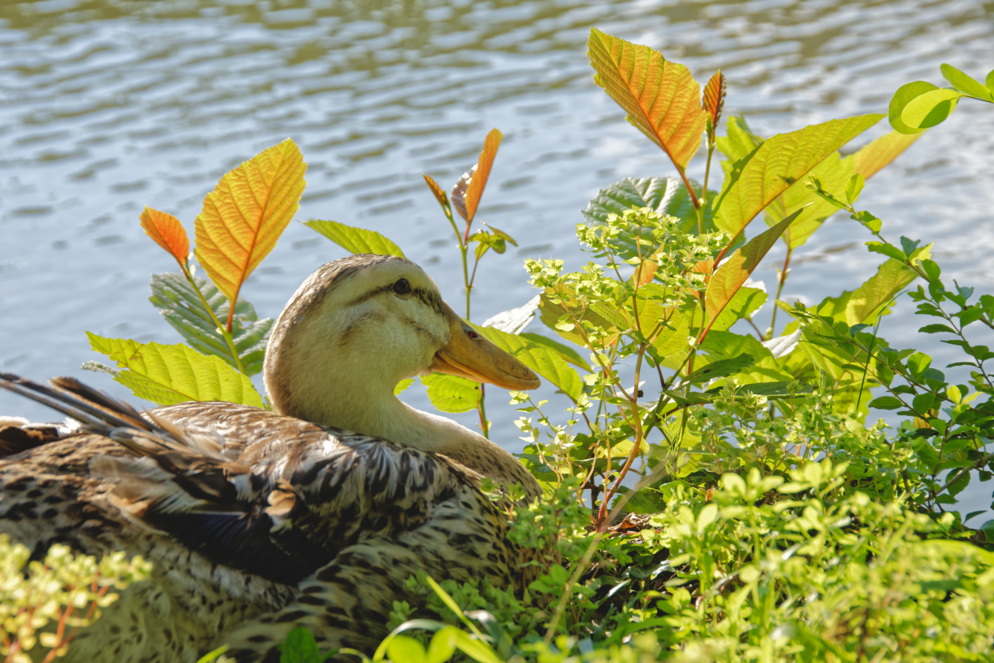 In the Sochi arboretum - My, The photo, Animals, Arboretum, Sochi, Longpost, cat