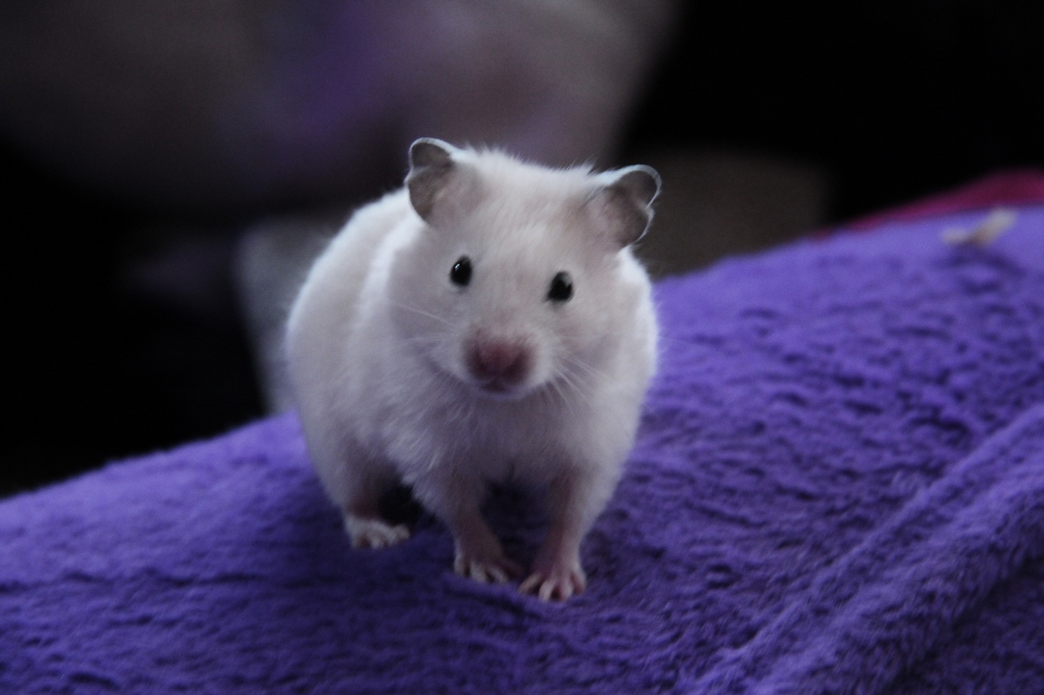 Canon 60d - My, Canon 60d, The photo, Hamster