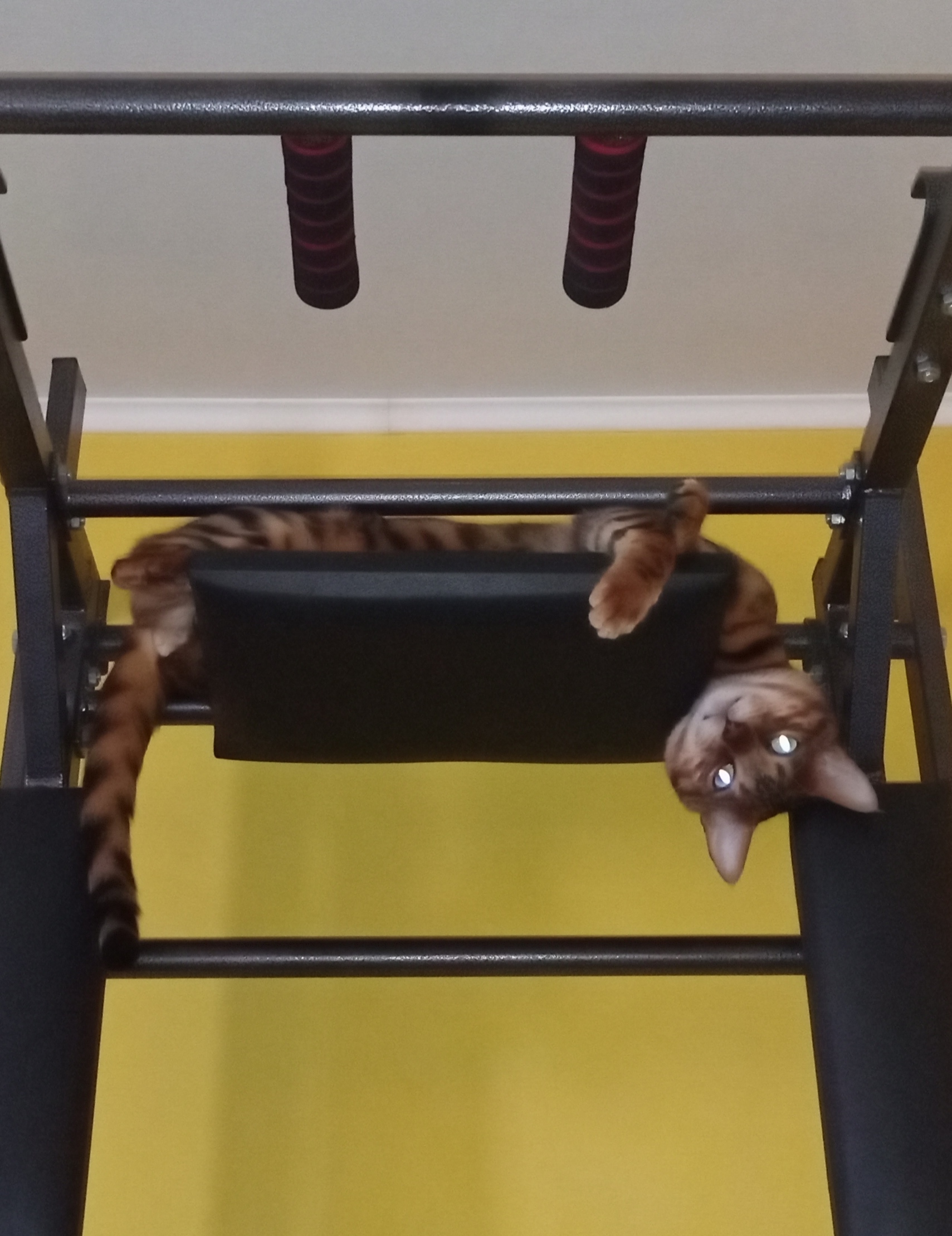 Sometimes it pays to turn the world upside down - My, cat, Bengal cat, Tyumen, Changeling, Upside down, Relaxation, Horizontal bar, Longpost, League of Leni