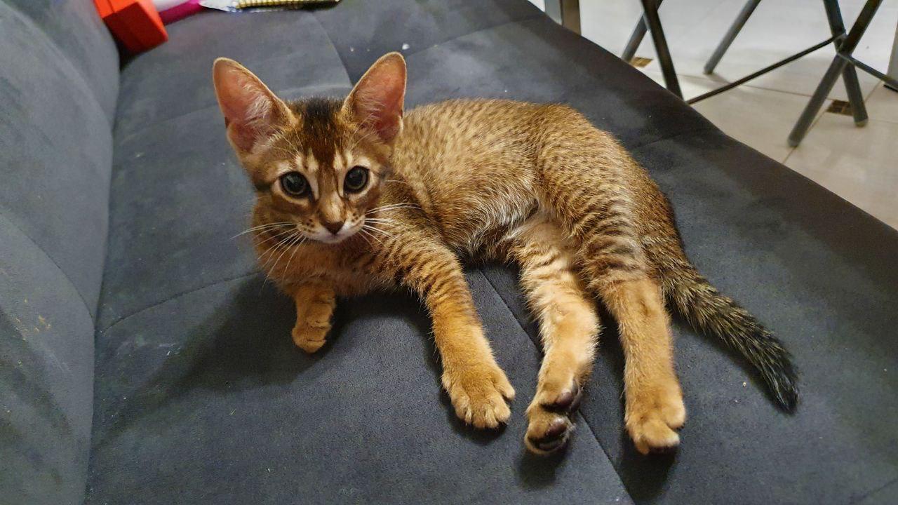 Meet! - My, cat, Kittens, Abyssinian cat, Bengal cat, Longpost