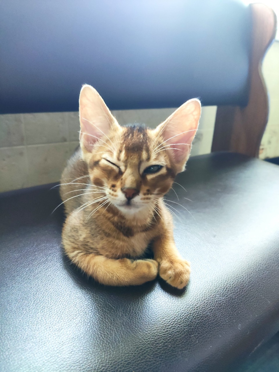 Meet! - My, cat, Kittens, Abyssinian cat, Bengal cat, Longpost