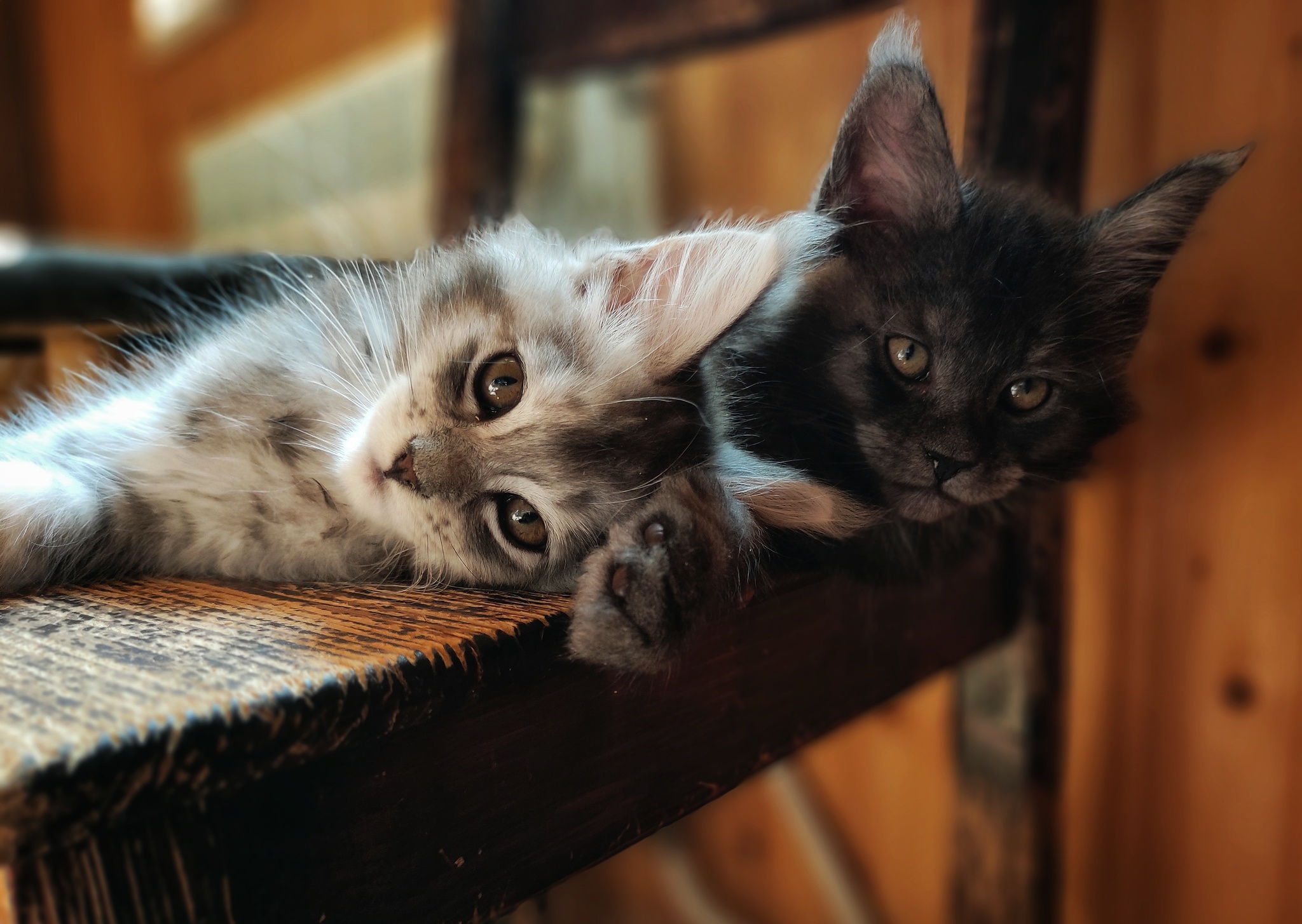 Catpost #1 - My, Kittens, Maine Coon, Fluffy, cat