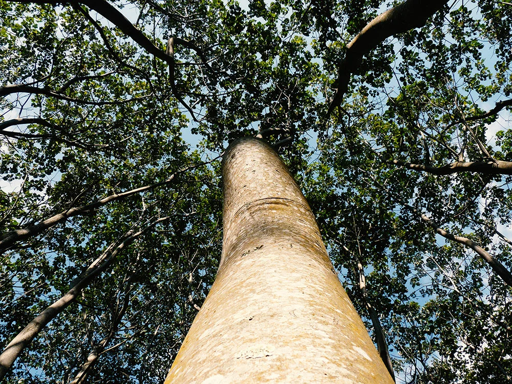 Дерево бальса в Южной Америке. Бальса болванаа. Бальса пирамидальная. Бальса пробковое дерево.