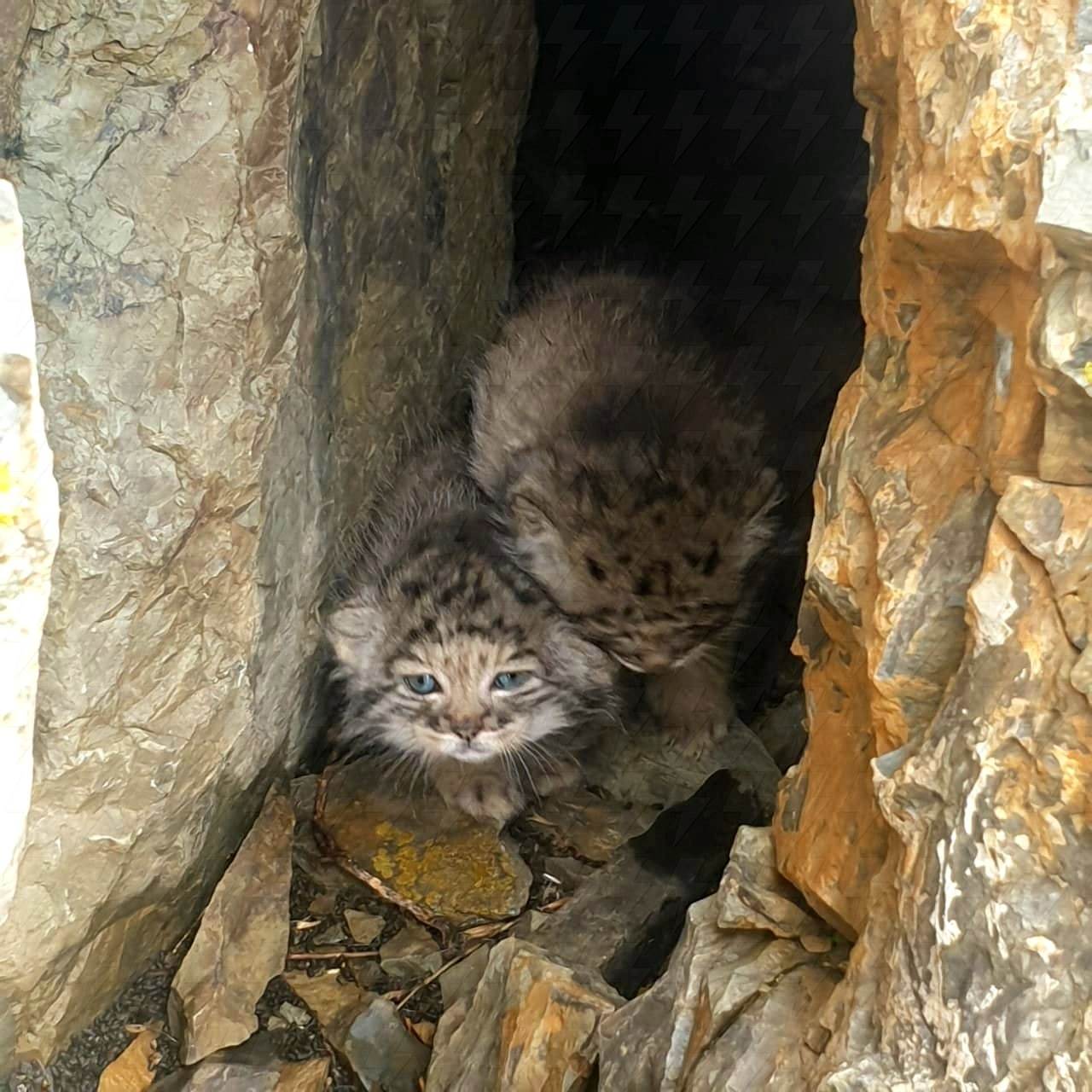 Жители Горного Алтая сняли на видео котят краснокнижного манула. Котиков Вам в ленту - Манул, Горный Алтай, Красная книга, Видео, Длиннопост, Малые кошки, Семейство кошачьих, Дикие животные, Милота, Пушистые, , Котята, Скриншот, Республика Алтай