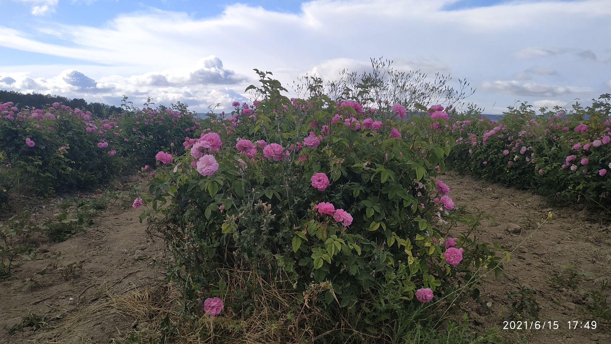 The world is beautiful! - My, the Rose, beauty, Longpost