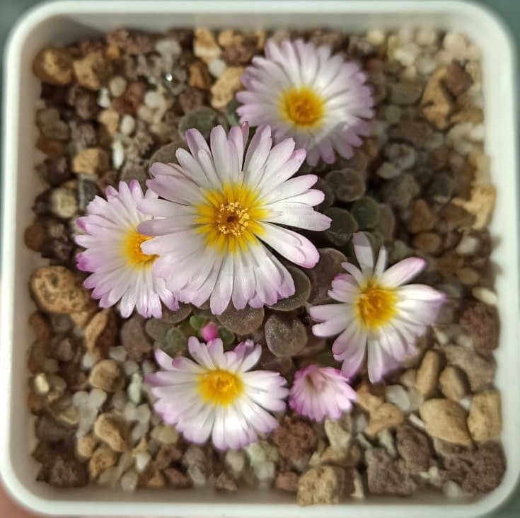 Flowering Frithia Humilis var. Minima - My, Lithops, Succulents, The photo, Vertical video, Video, Longpost