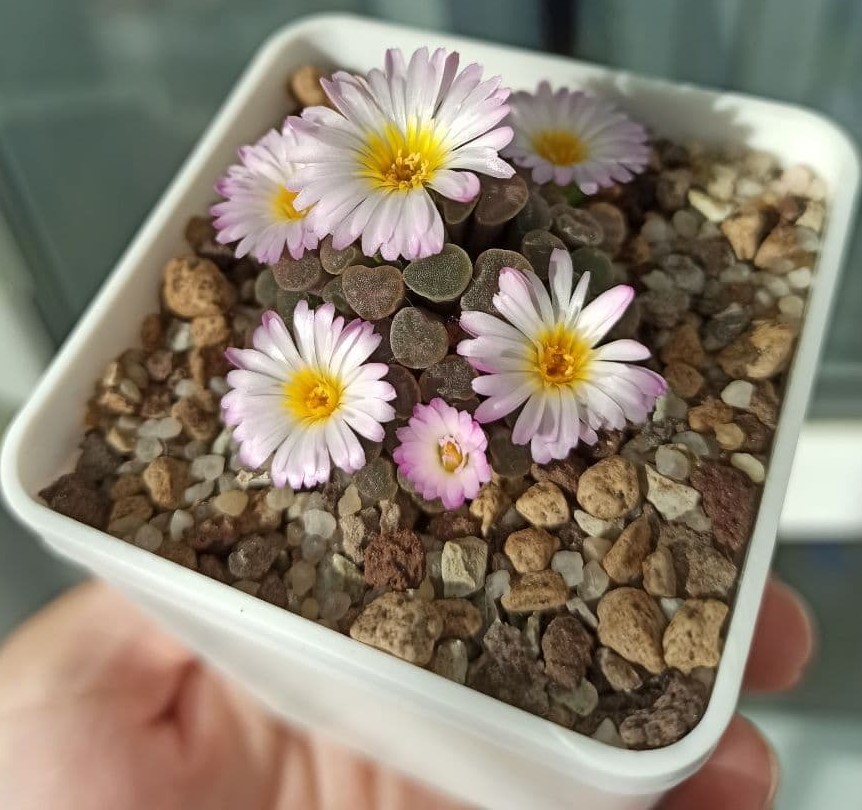 Flowering Frithia Humilis var. Minima - My, Lithops, Succulents, The photo, Vertical video, Video, Longpost