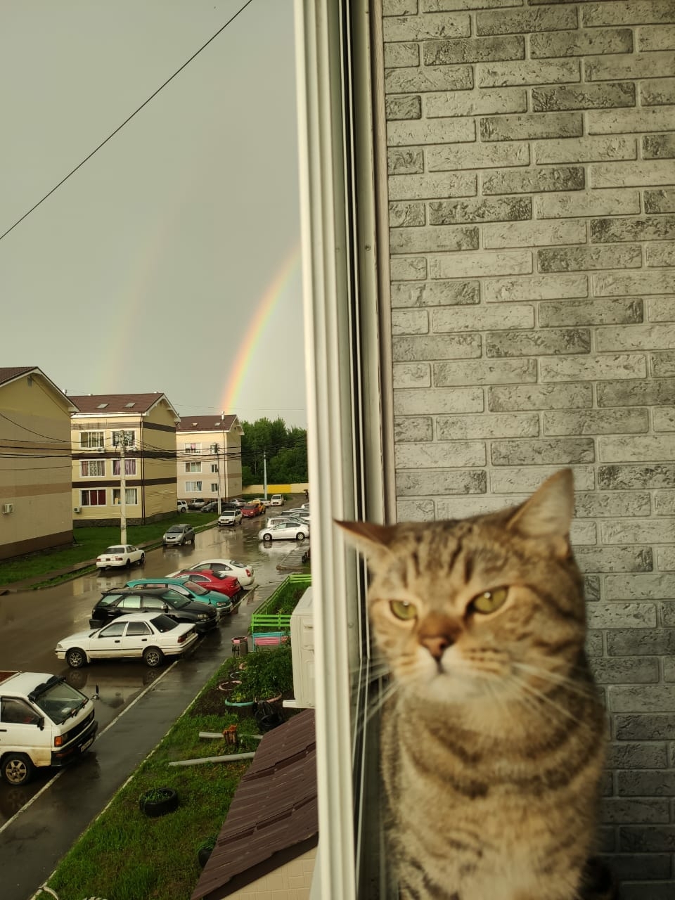 Kote + rainbow - My, cat, Rainbow, Longpost, Pets