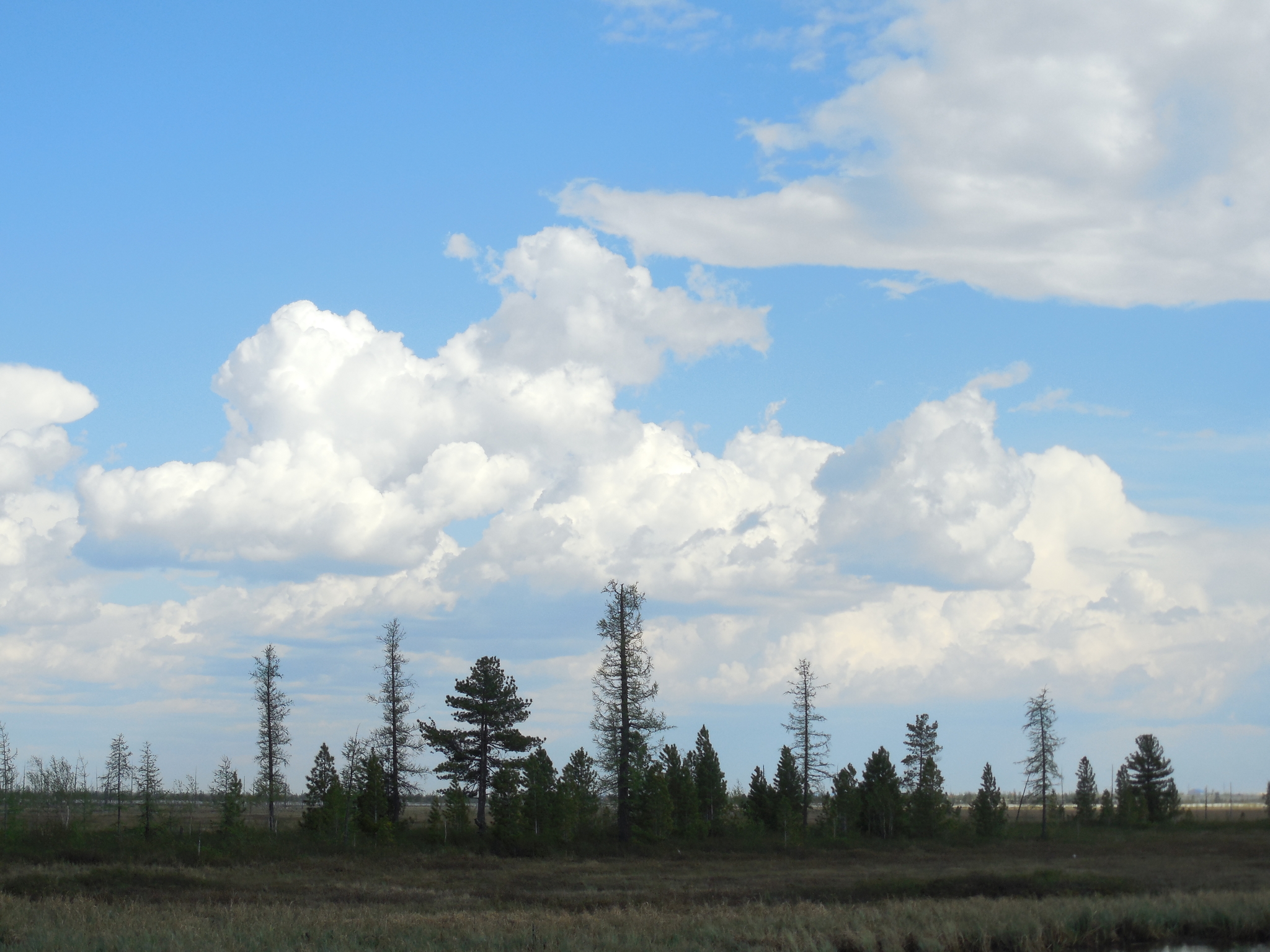 Yamal. - Tundra, Yamal, Summer, Nikon, The photo, Longpost