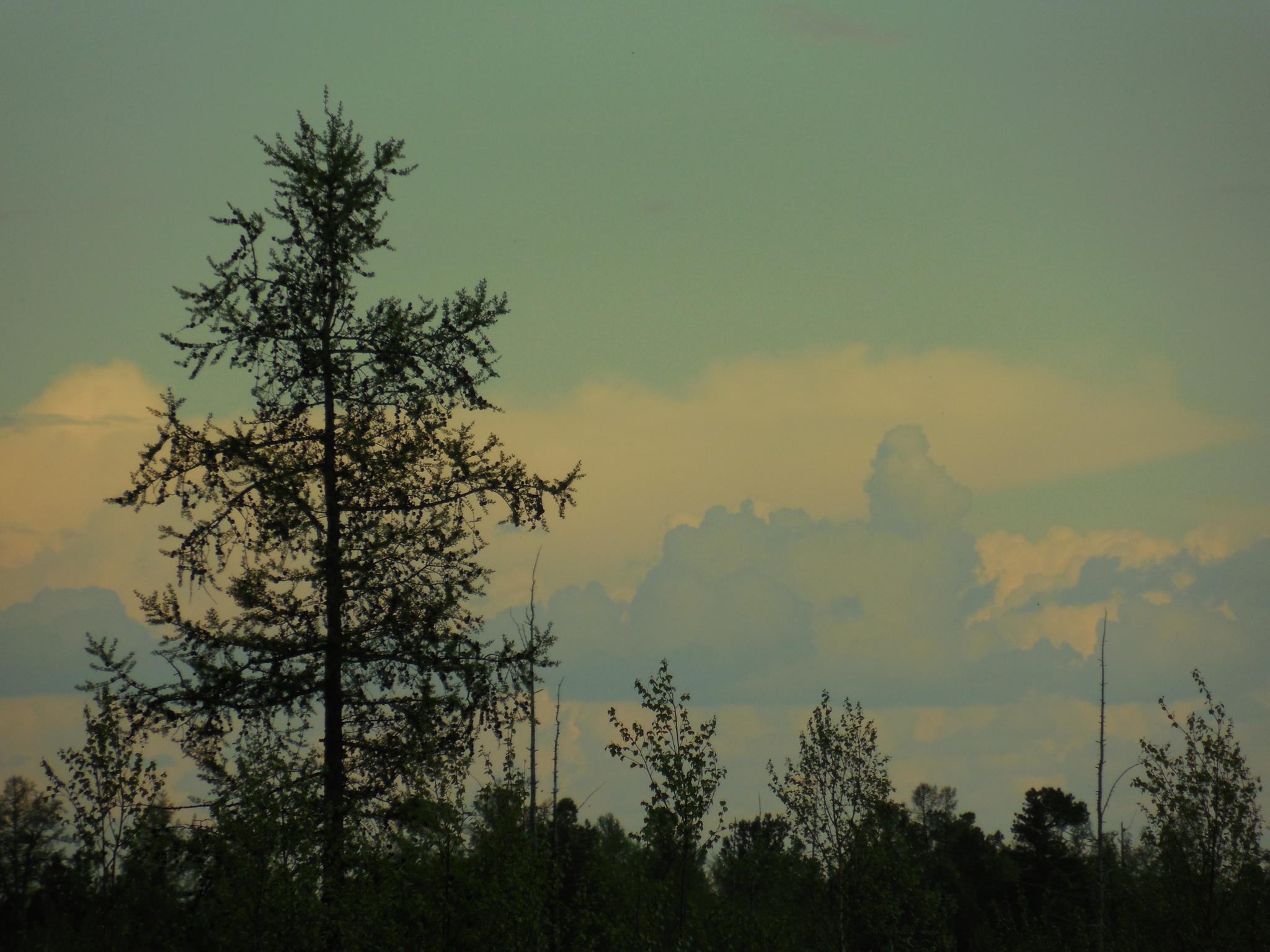 Yamal. - Tundra, Yamal, Summer, Nikon, The photo, Longpost