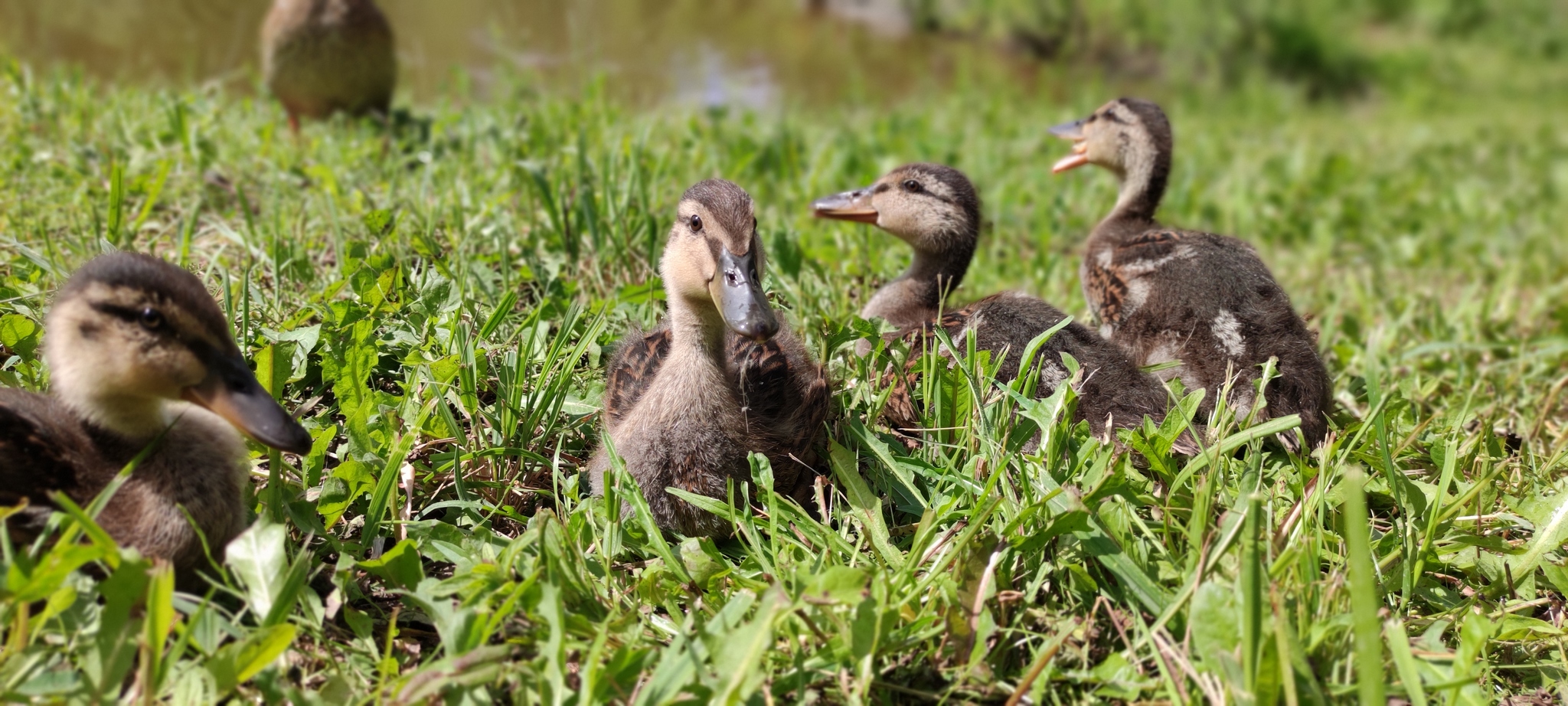 Everyone has dogs and cats, but I have ... :) - My, Duck, Dacha, The photo