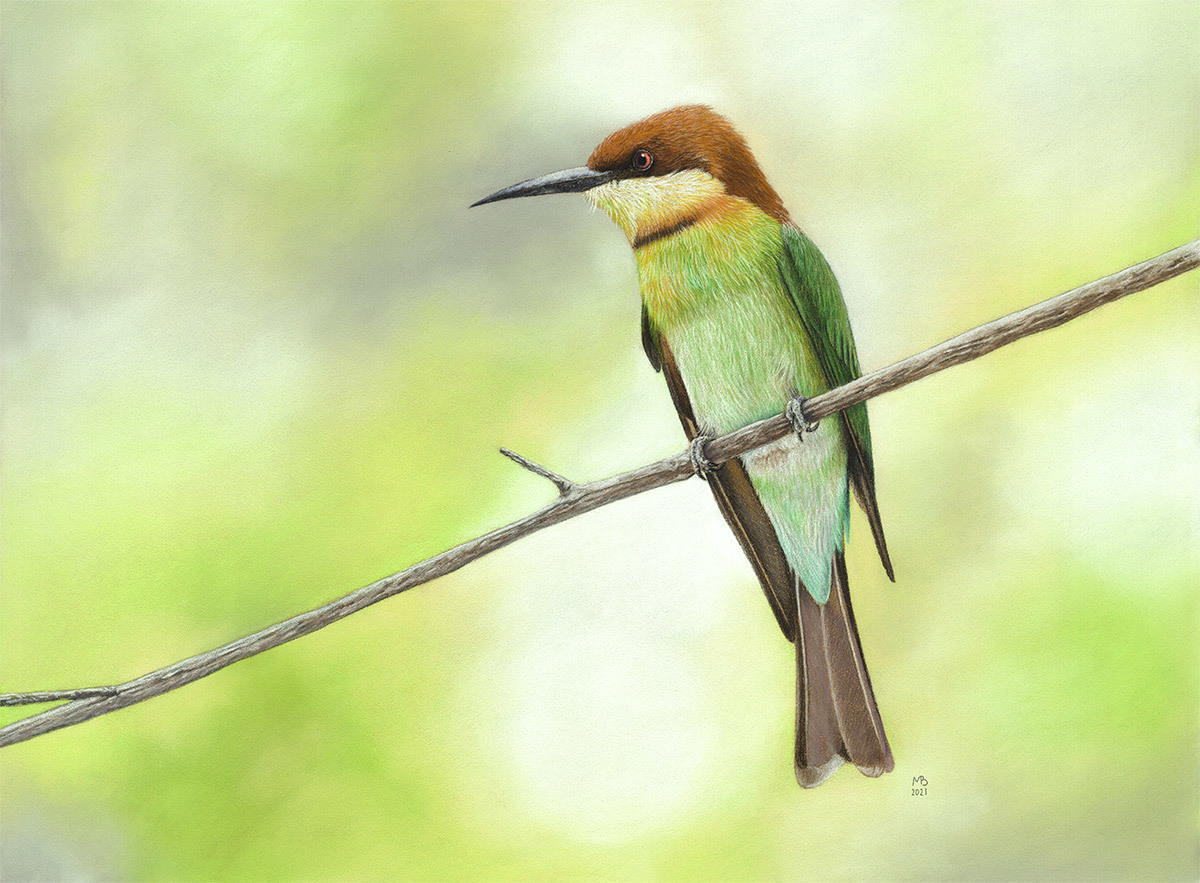 brown bee-eater - My, Drawing, Pastel, Birds, Animalistics, Szczurka