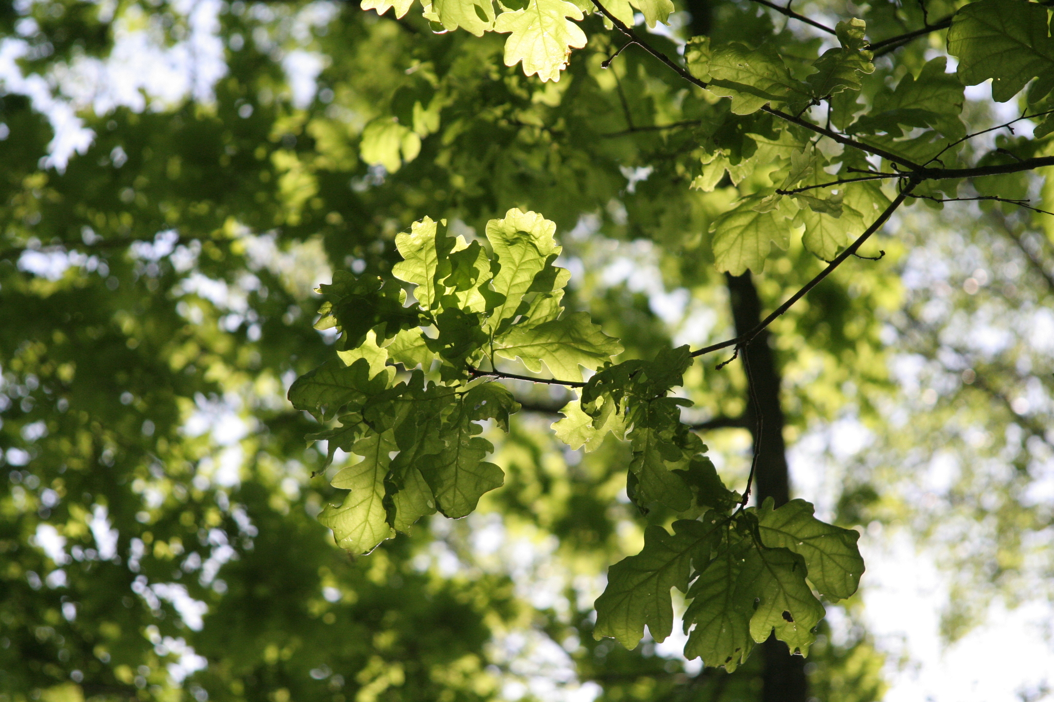 Central Russian nature - My, Nature, Oak, Picture with text