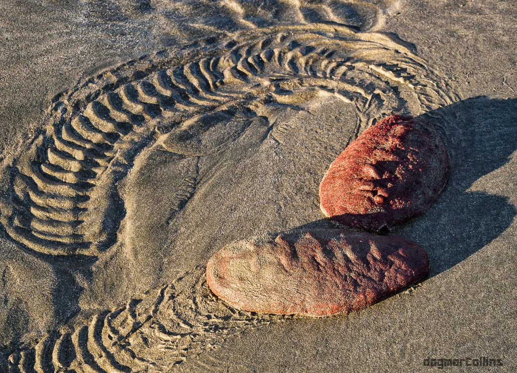 Steller's cryptochiton: A healthy piece of meat crawls along the beach. Who is it really? - Animals, Unusual, Yandex Zen, Animal book, Clam, Longpost