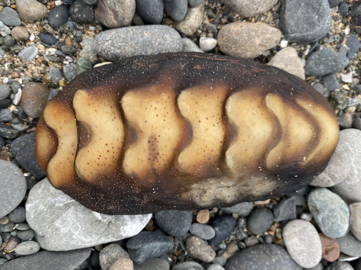 Steller's cryptochiton: A healthy piece of meat crawls along the beach. Who is it really? - Animals, Unusual, Yandex Zen, Animal book, Clam, Longpost