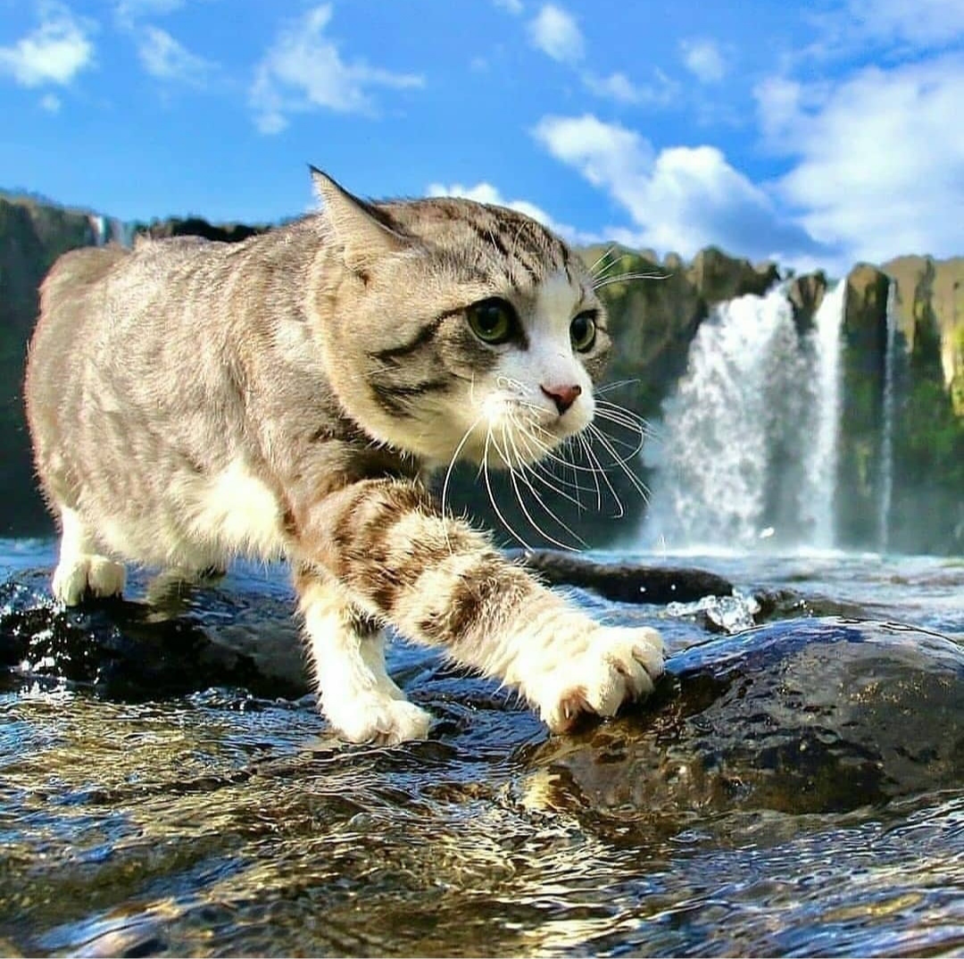 Giant cat found in Iceland - cat, Humor, Waterfall, Pets