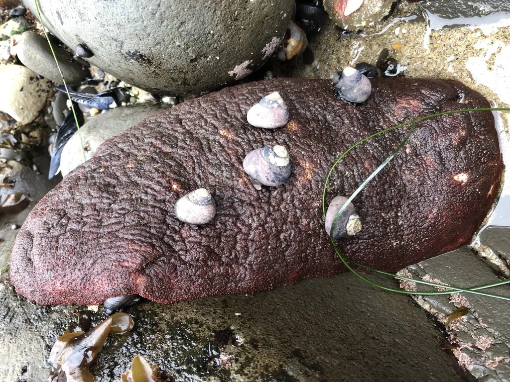 Steller's cryptochiton: A healthy piece of meat crawls along the beach. Who is it really? - Animals, Unusual, Yandex Zen, Animal book, Clam, Longpost