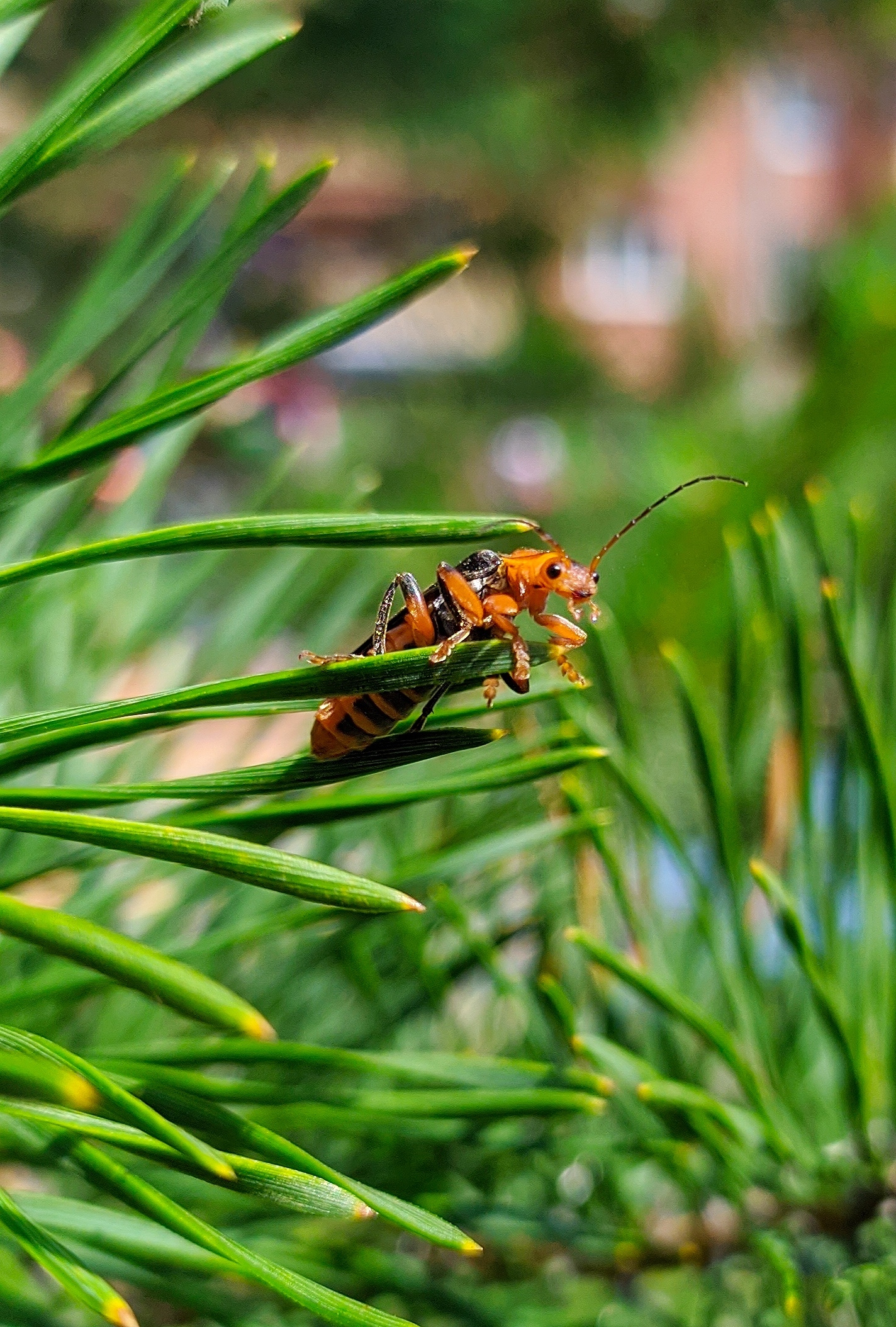 fireman beetle - My, Жуки, Mobile photography, The photo, Nature