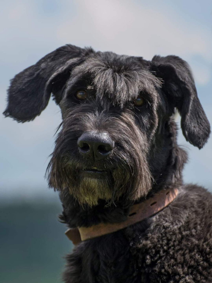 Metis Giant Schnauzer Dar - My, Giant schnauzer, Schnauzers, In good hands, Dog, Pets, No rating, Longpost, Tver, Moscow