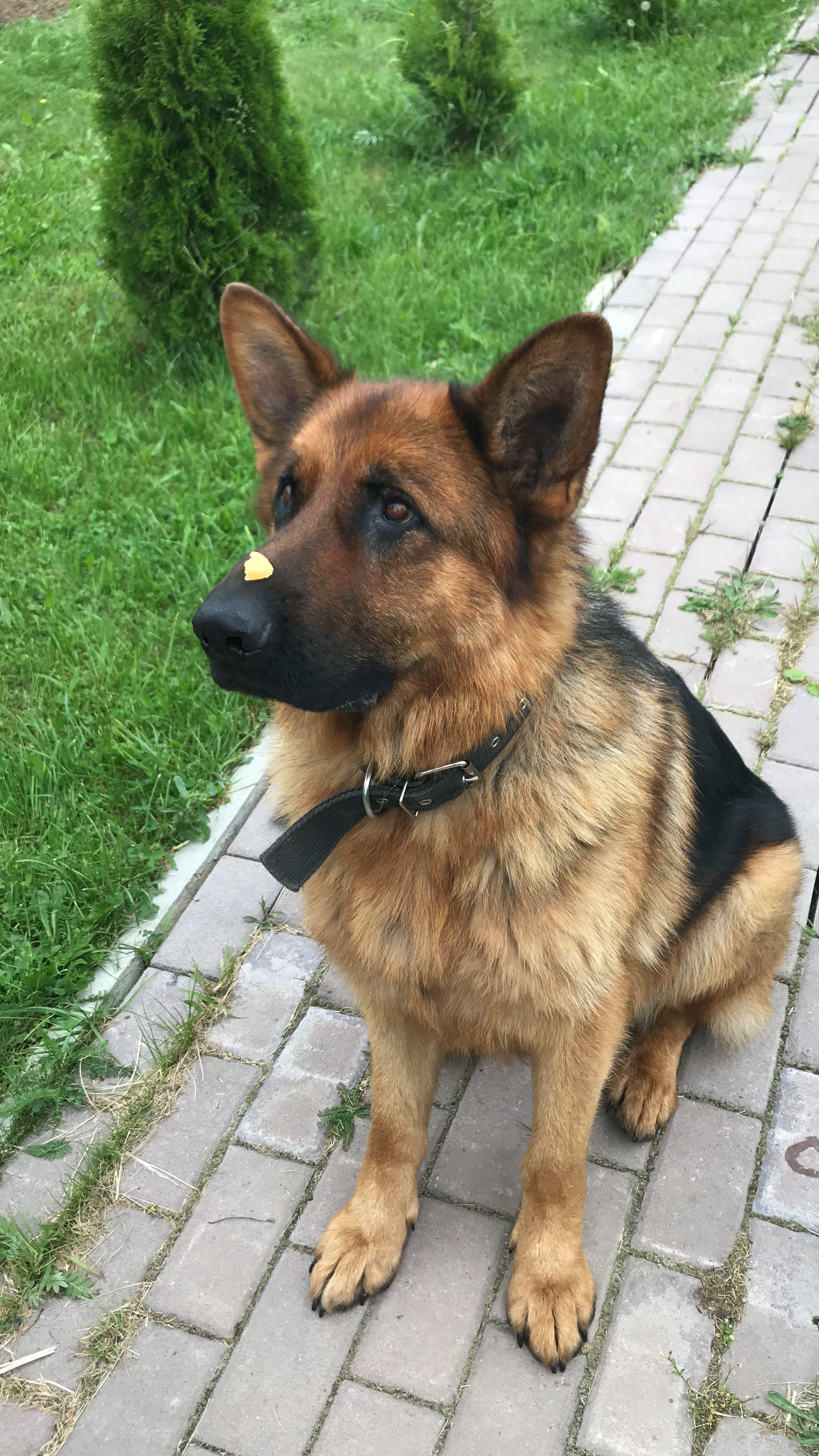 Waiting for this piece to be eaten - My, Dog, Pets, German Shepherd, Sight, Summer, Thuja