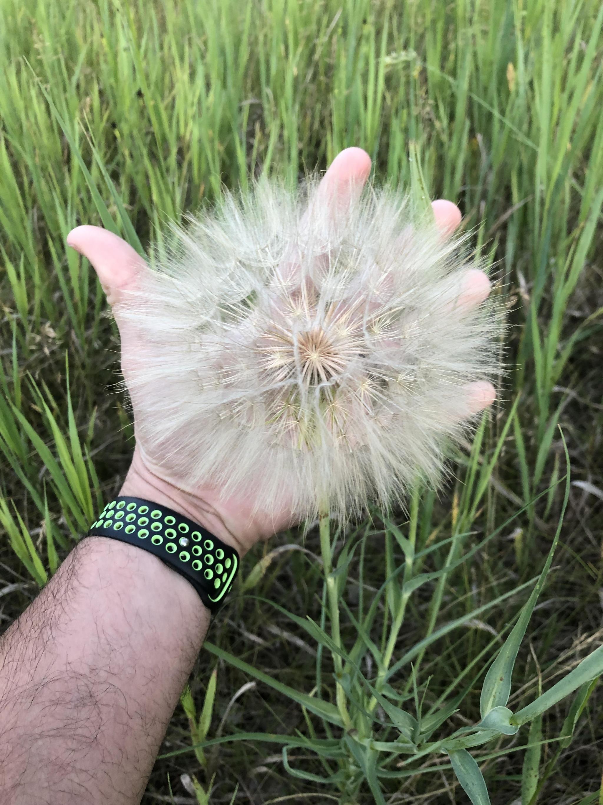 Dandelion - Dandelion, The size, The photo