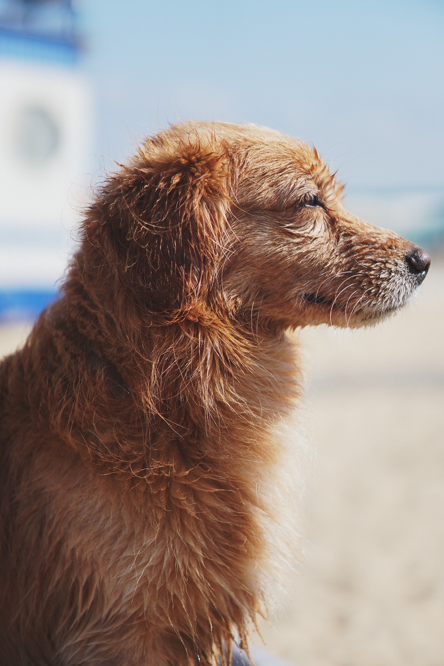 Dry - wet - My, Anapa, Dog, Longpost